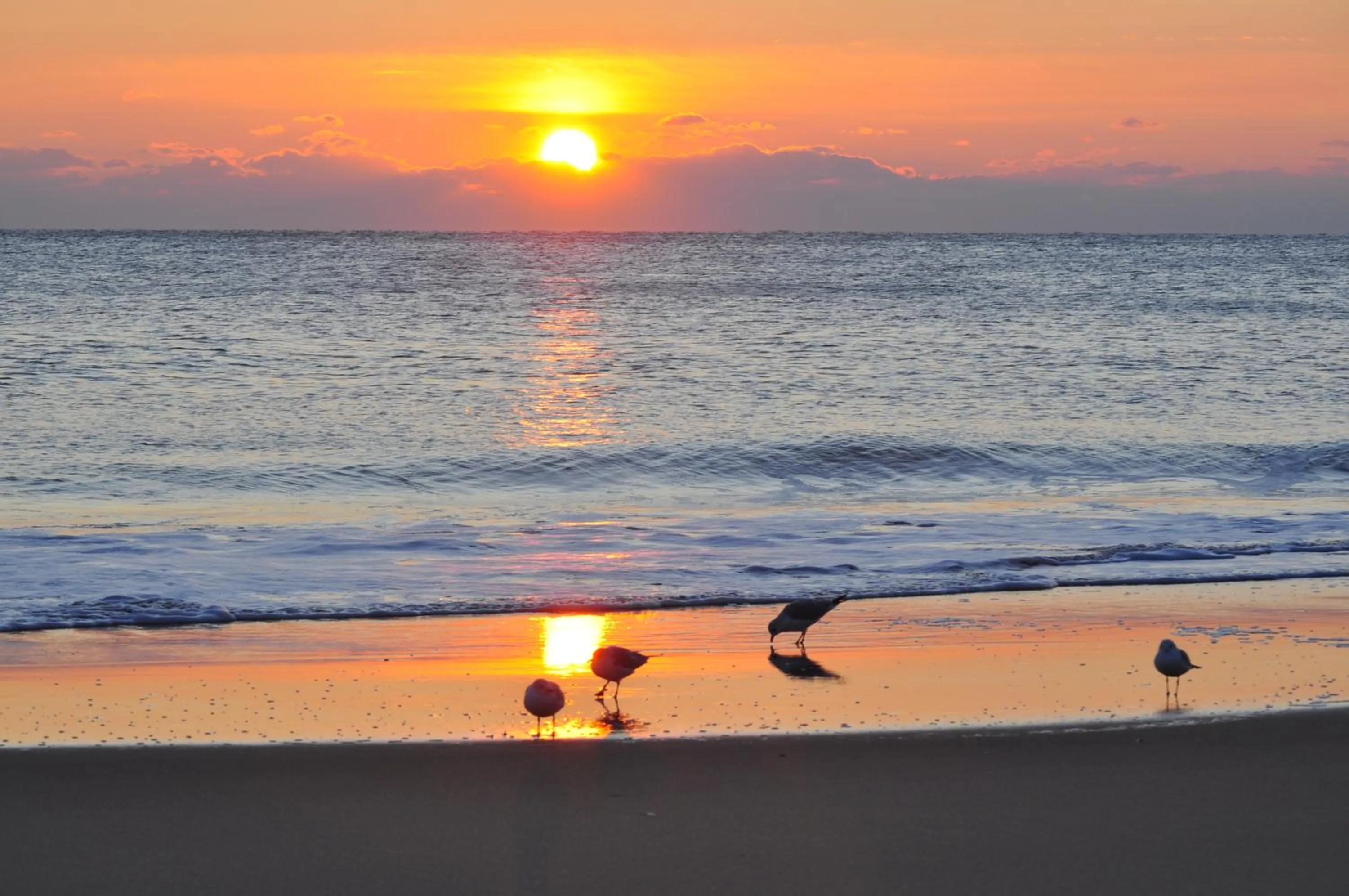 Natural landscape in SeaLoft Oceanfront Hotel