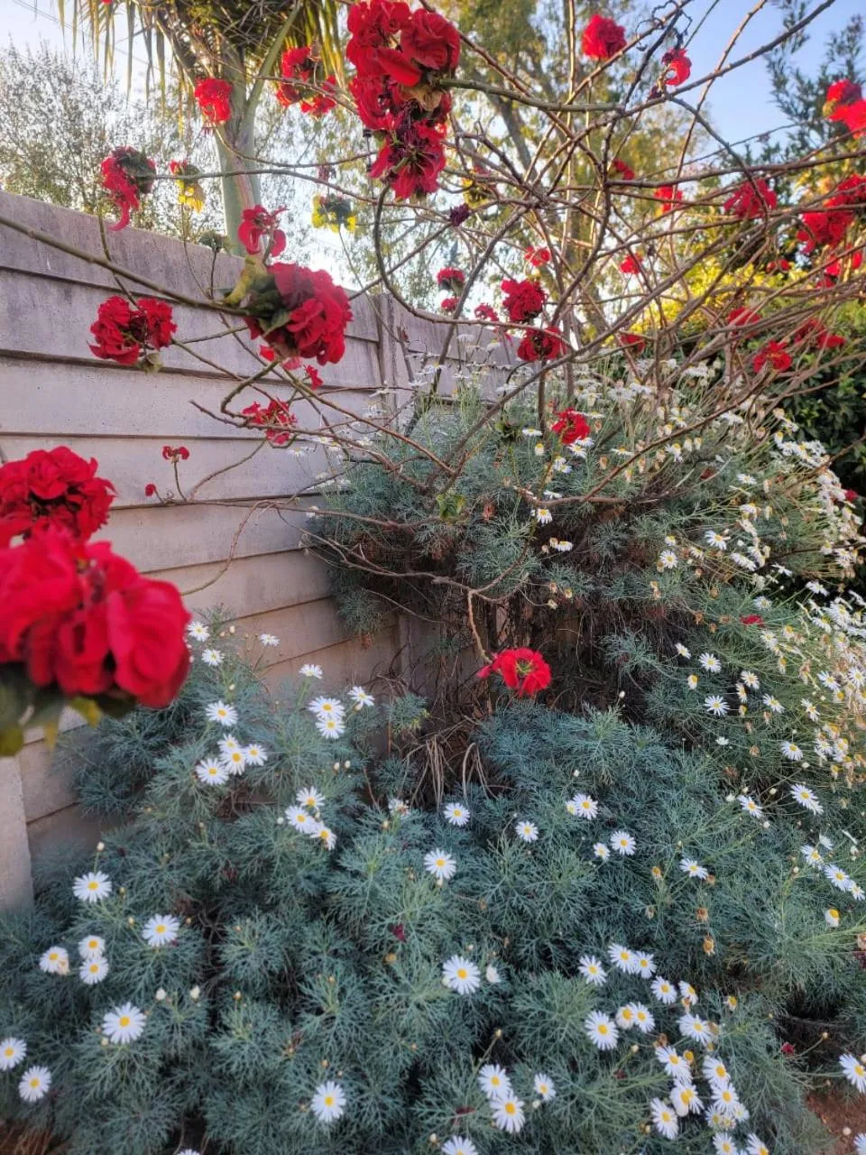 Mt Pleasant Bed and Breakfast Ltd