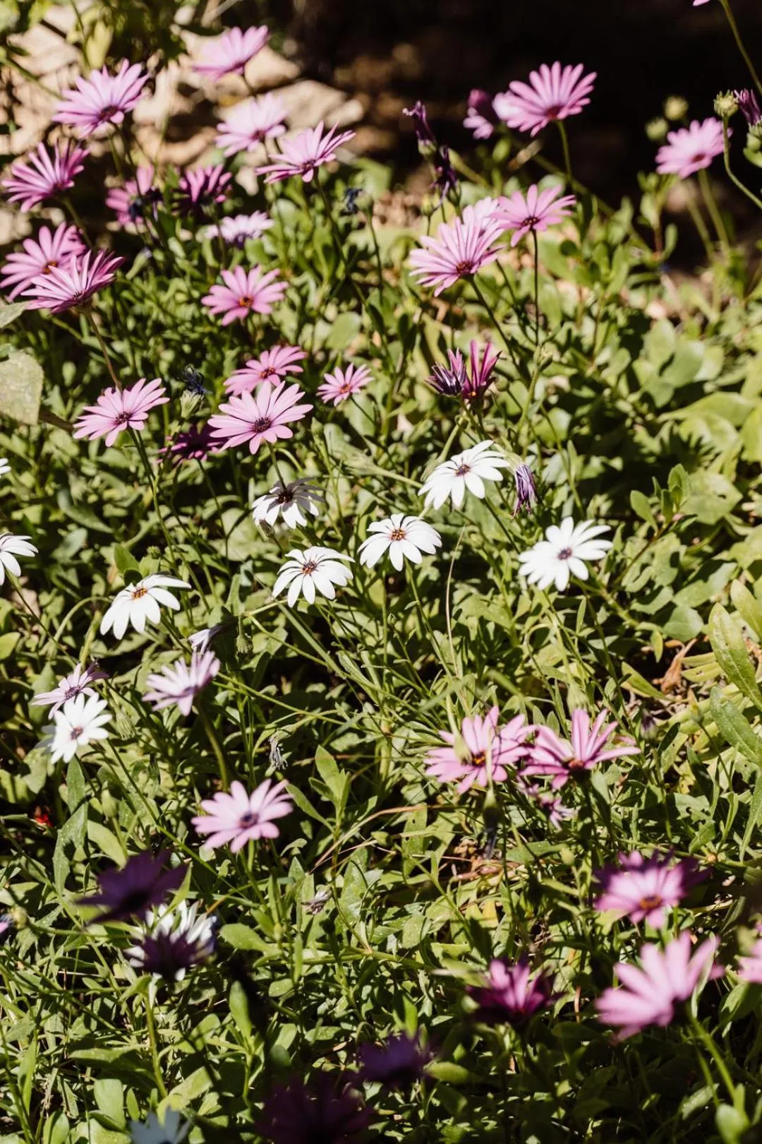 Spring in Can Vistabella Boutique Resort