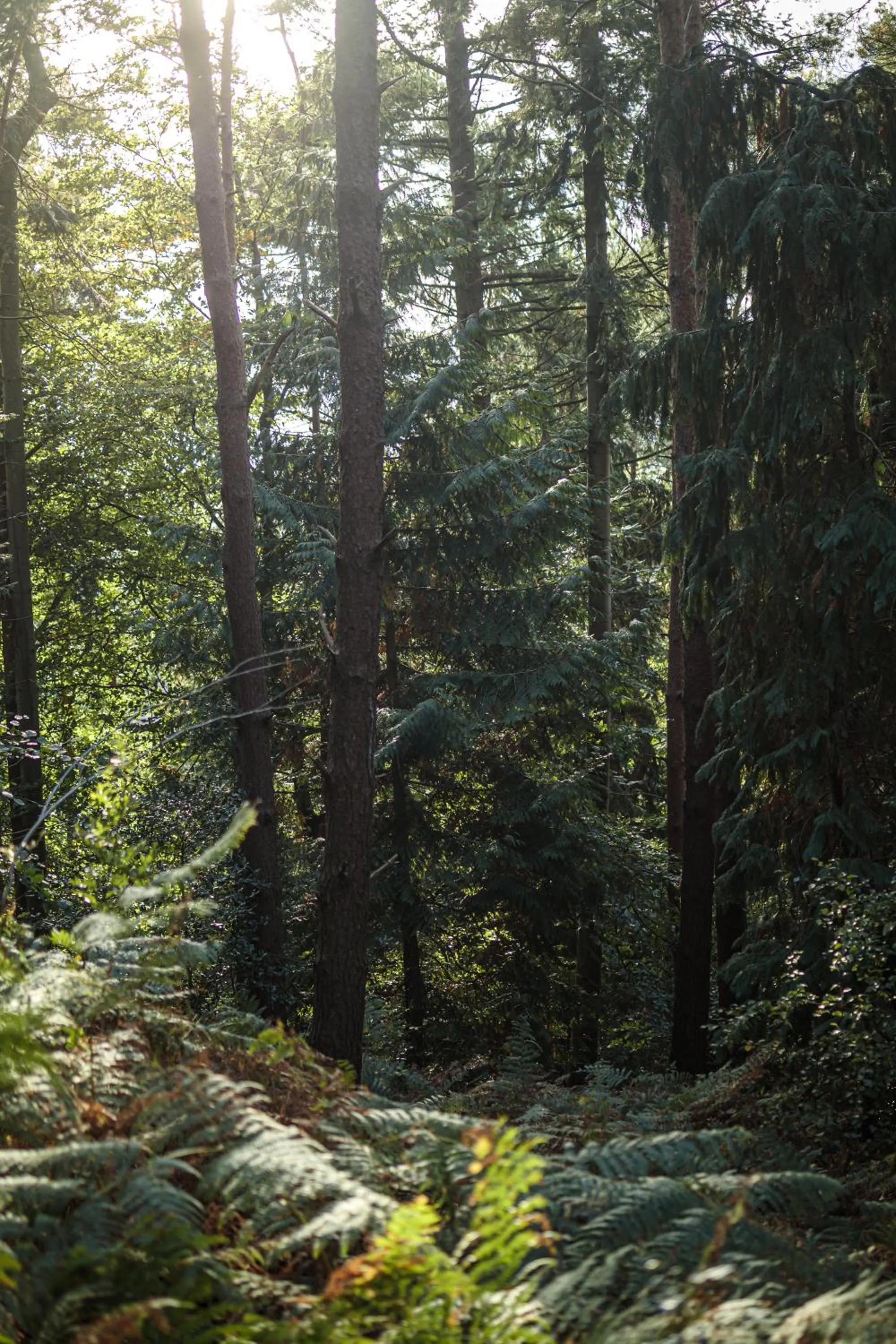 Other in Barnett Hill Hotel