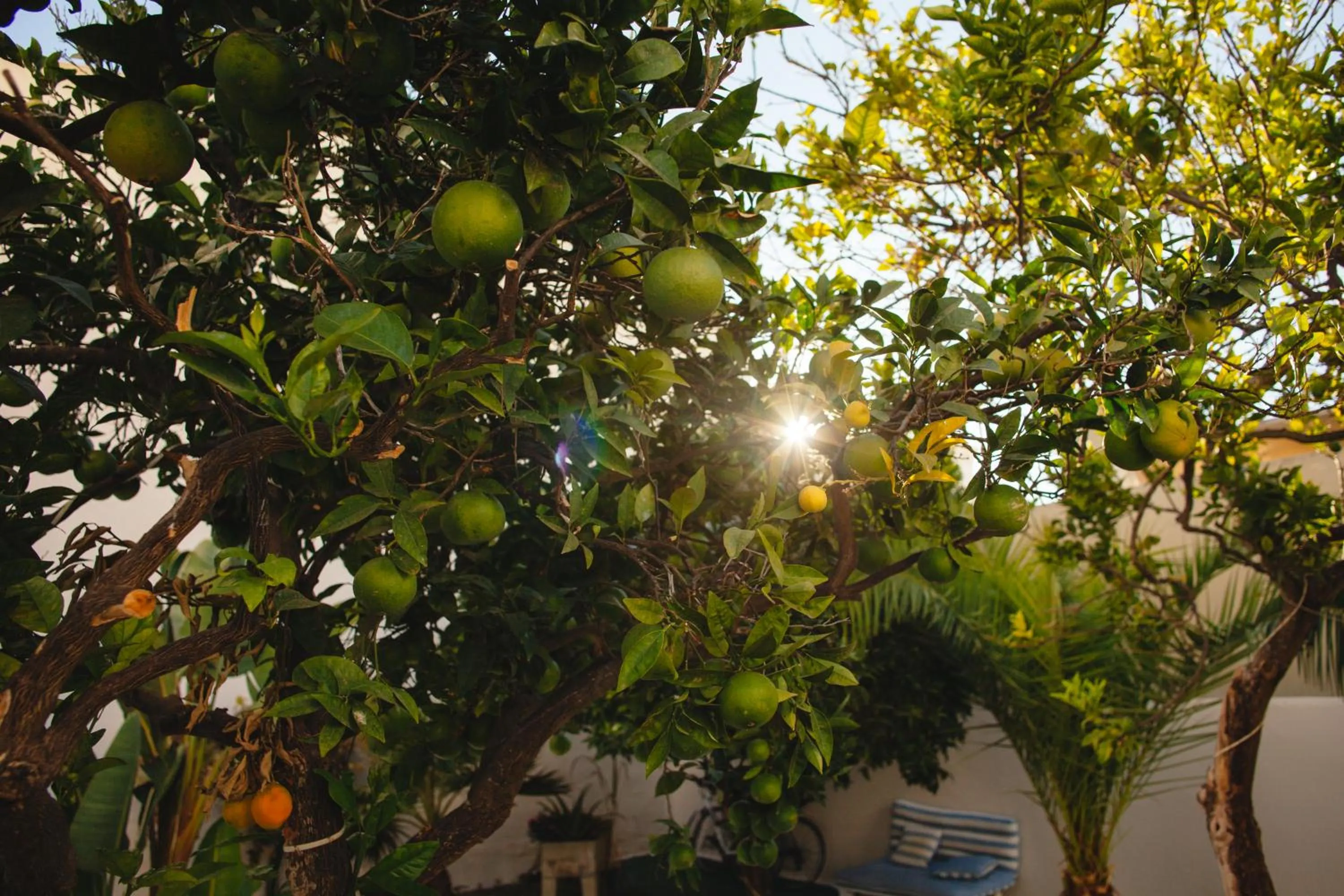 Garden in Orange3 Hostel