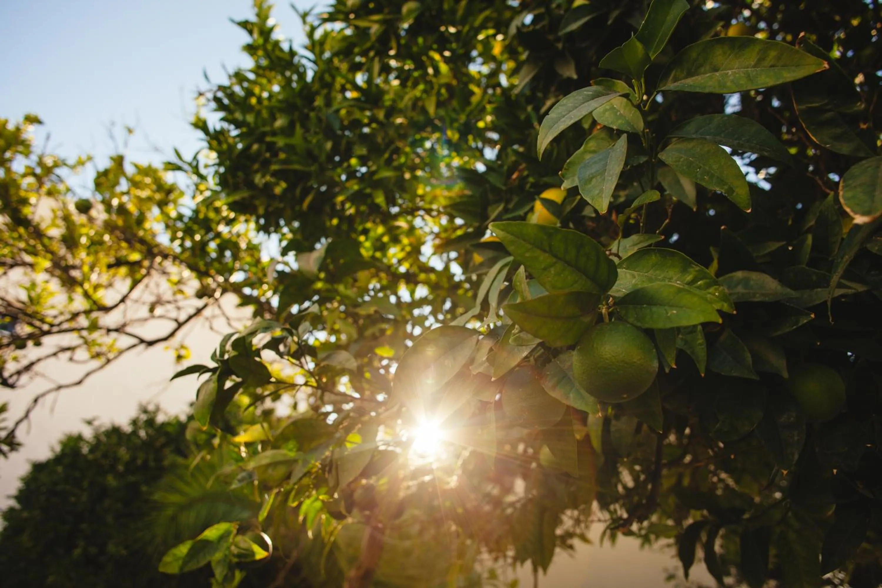 Garden in Orange3 Hostel