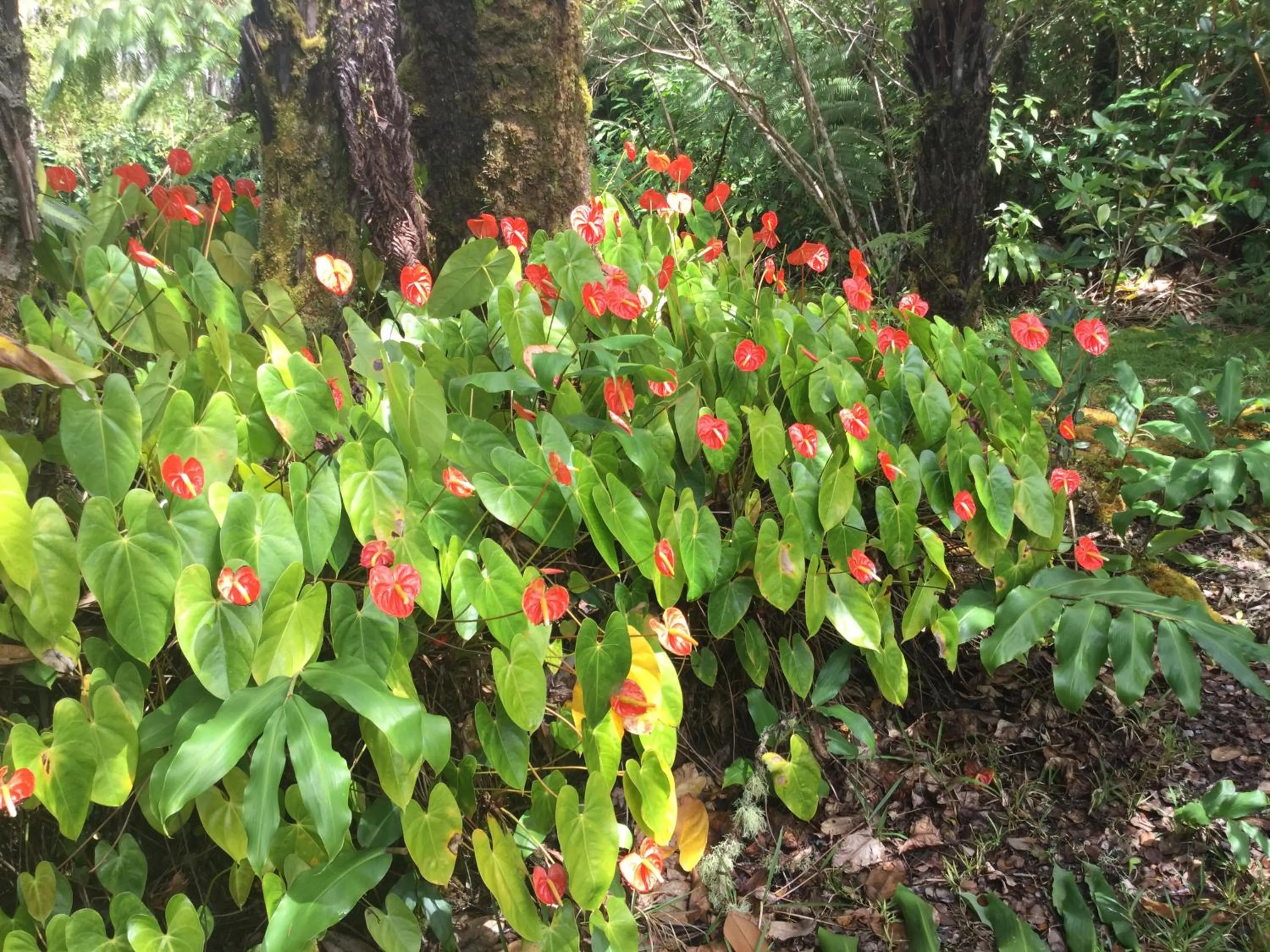 Garden in Hale 'Ohu Bed & Breakfast