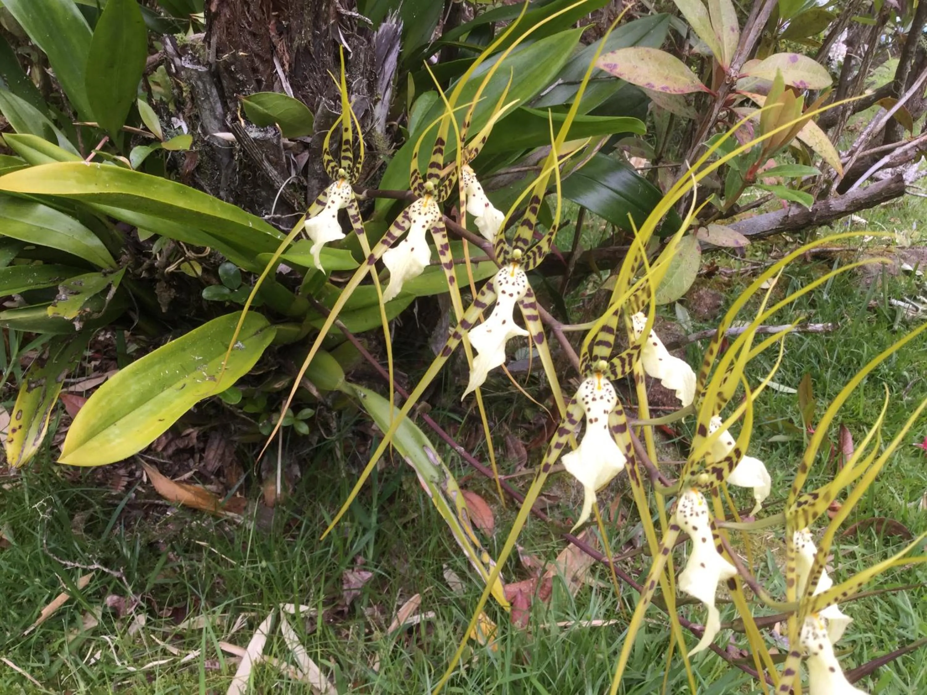 Garden in Hale 'Ohu Bed & Breakfast