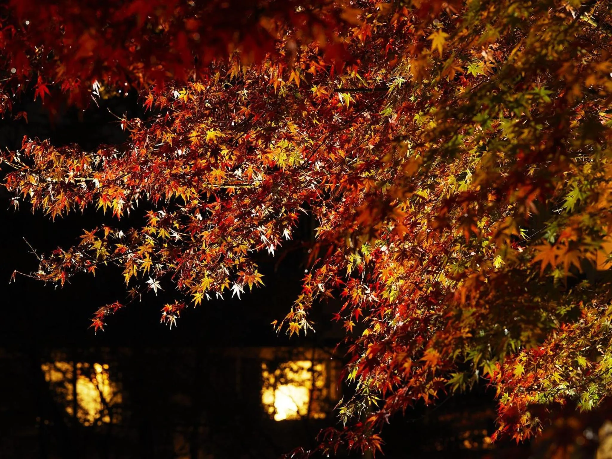 Natural landscape in Hakone Retreat villa 1f