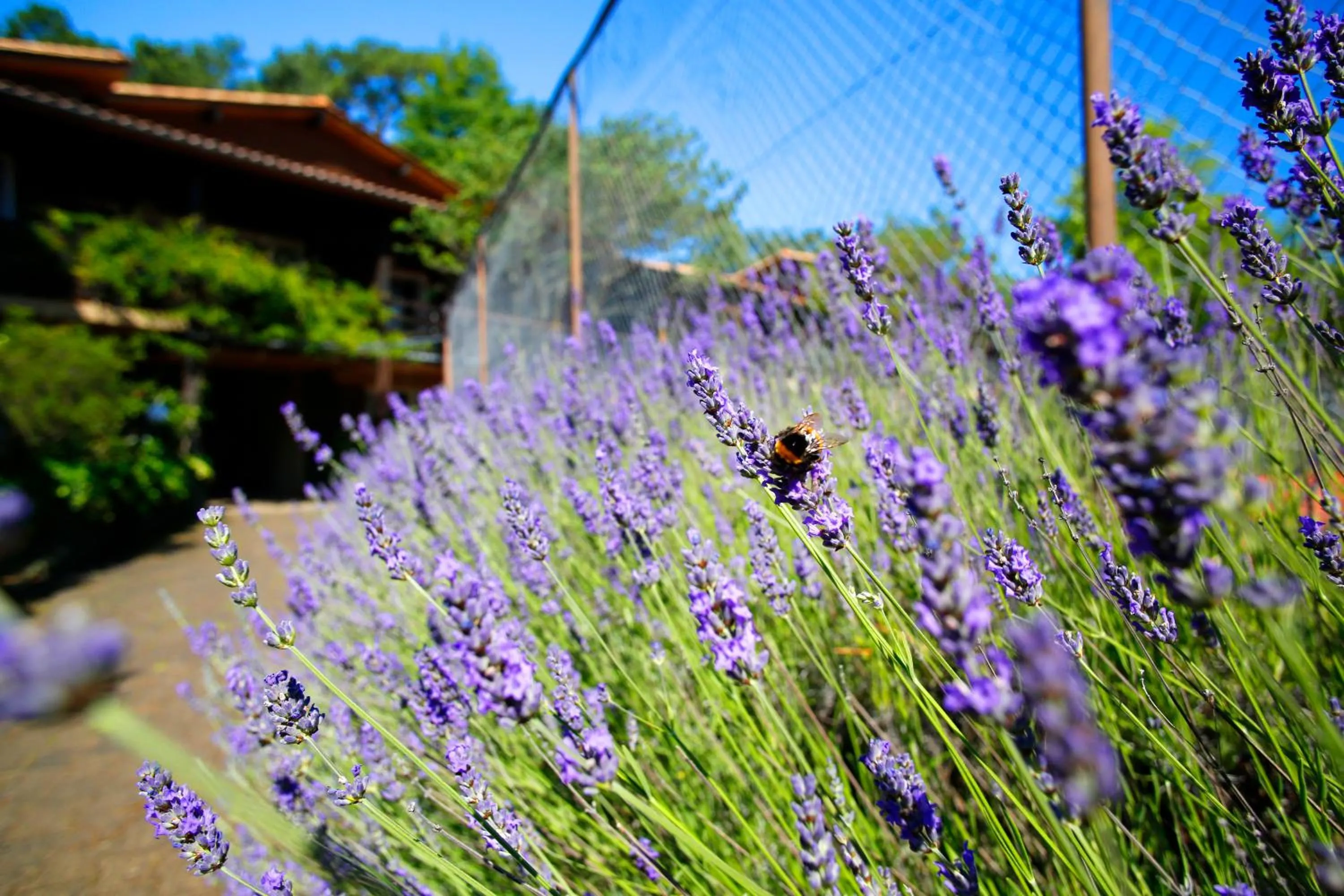 Garden in Hotel Résidence Le Sporting