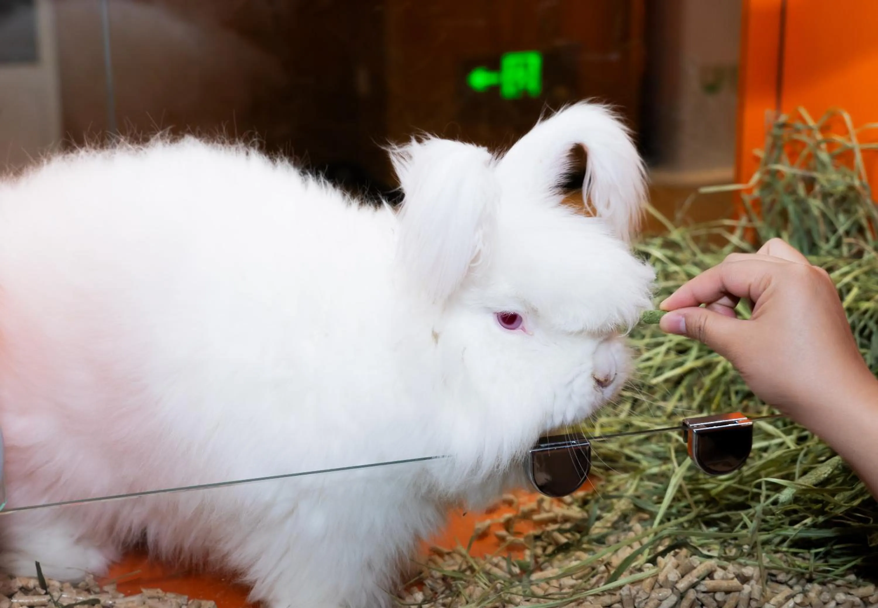 Animals in Shenzhen Marriott Hotel Golden Bay