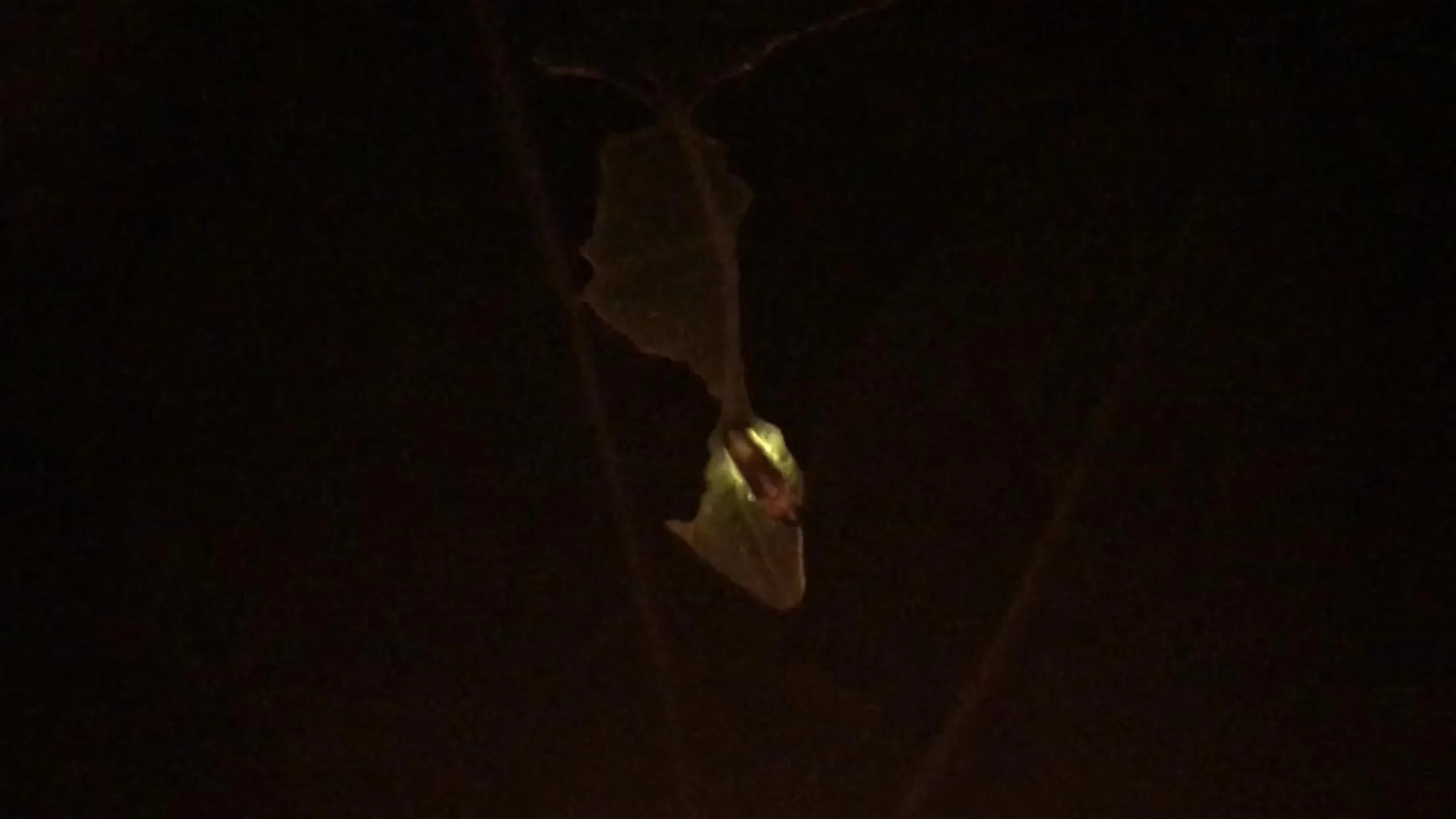 Animals in RTMS Guesthouse Semporna