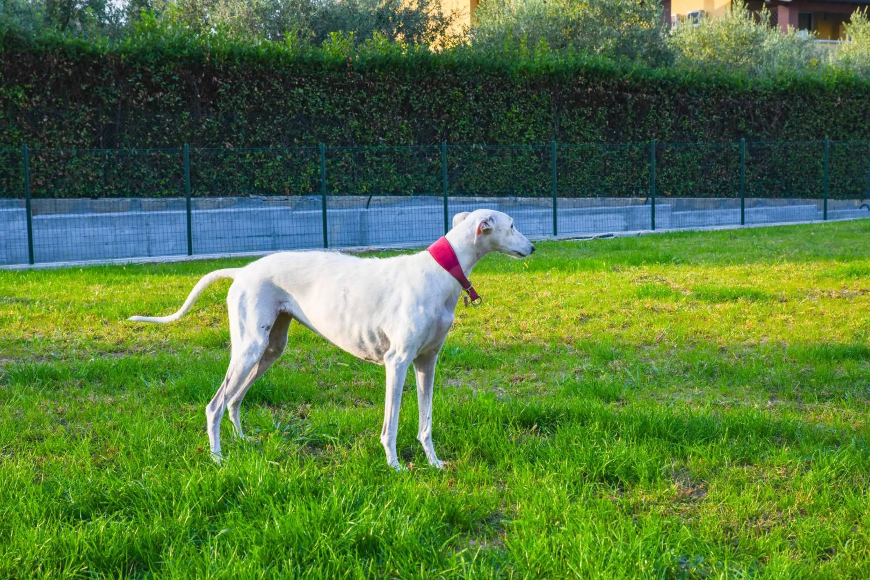 Pets in Apparthotel San Sivino