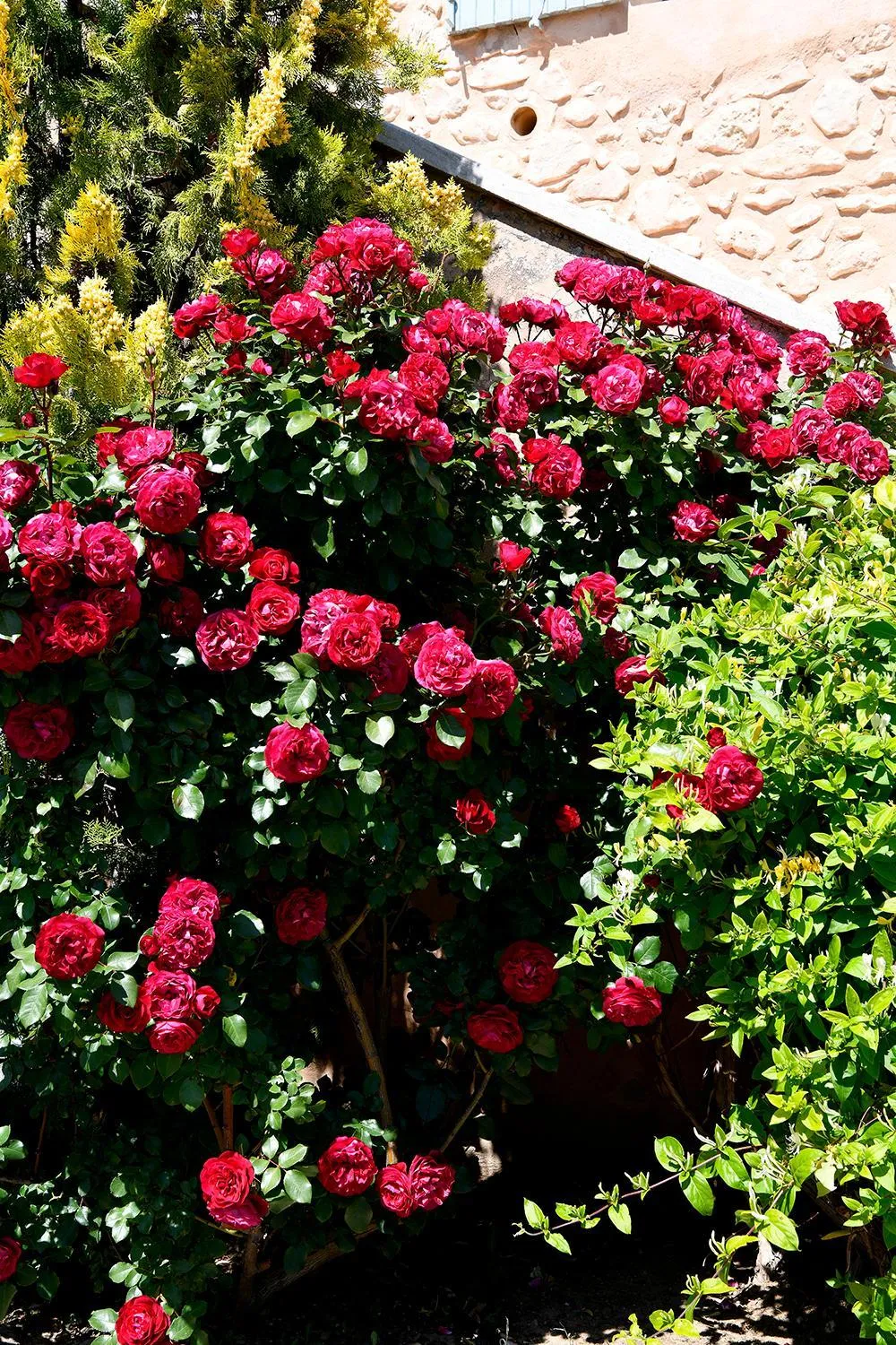 Garden in Mas des Olives