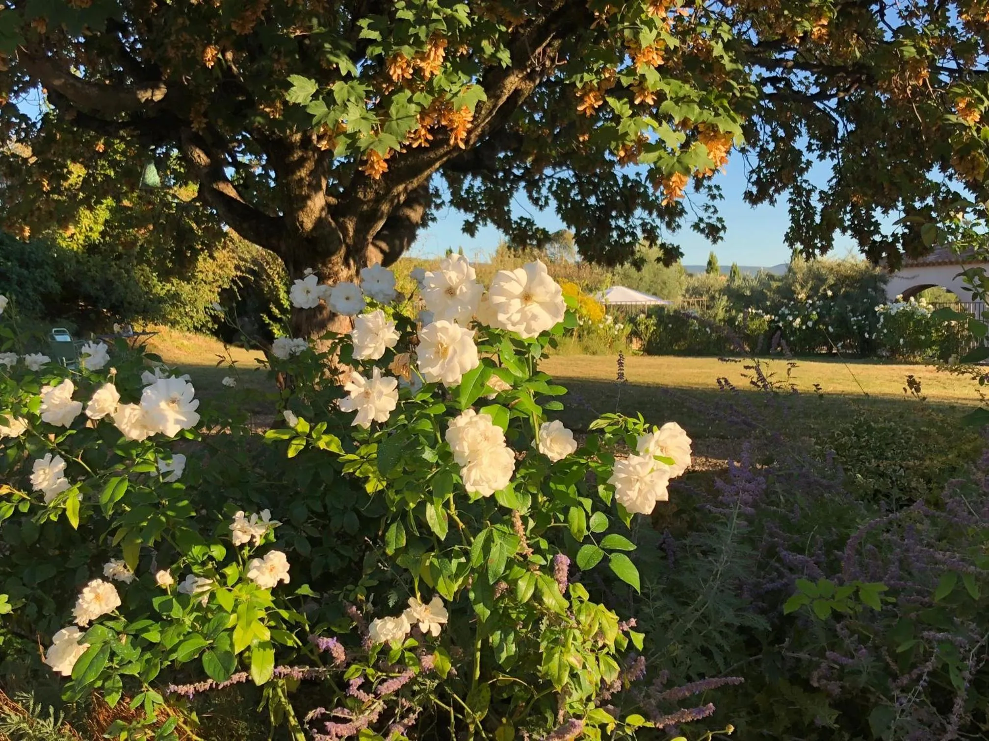 Garden in Mas des Olives