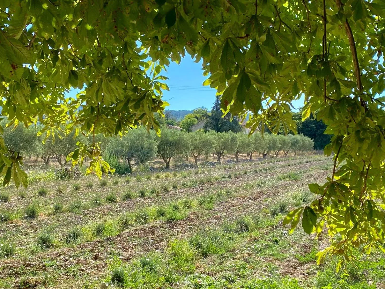 Garden in Mas des Olives