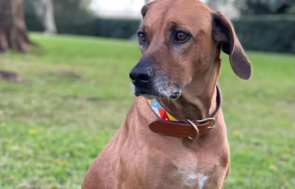 Kingsley House Chalet