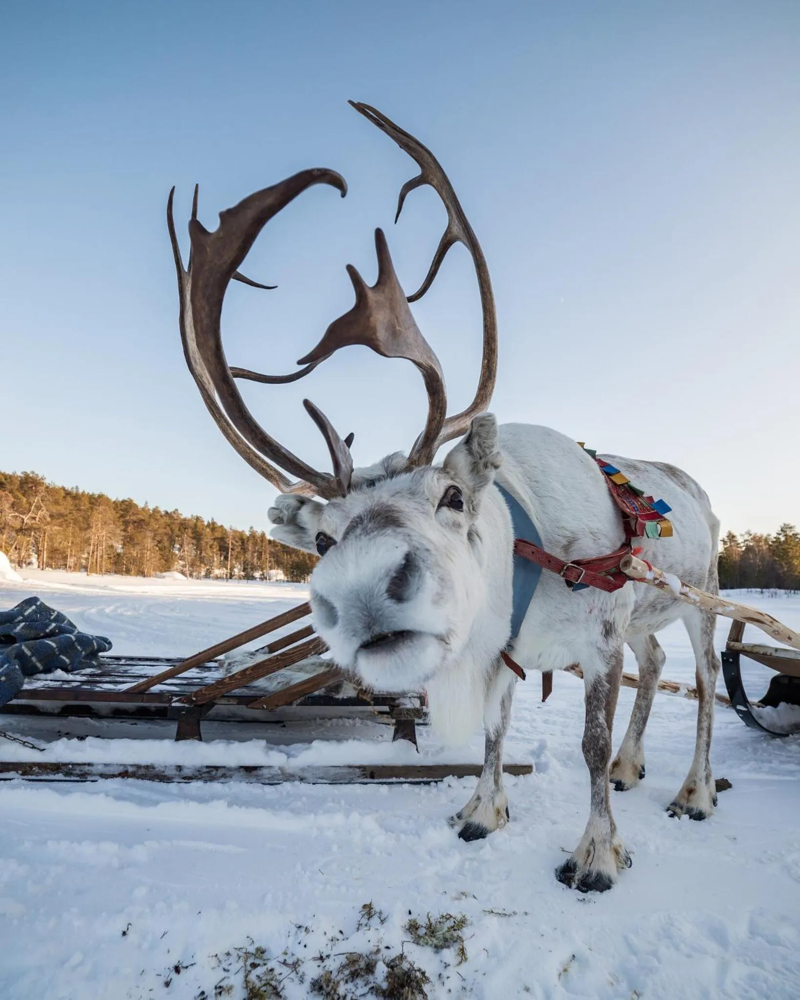 Winter in Hotel Inari