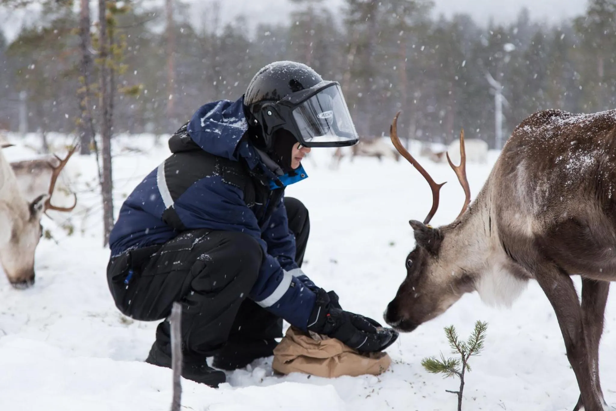 Animals in Hotel Inari