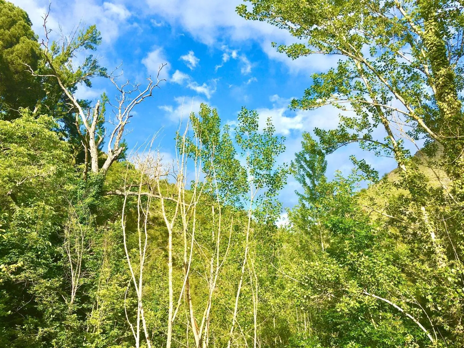 Las Huellas de Cameros