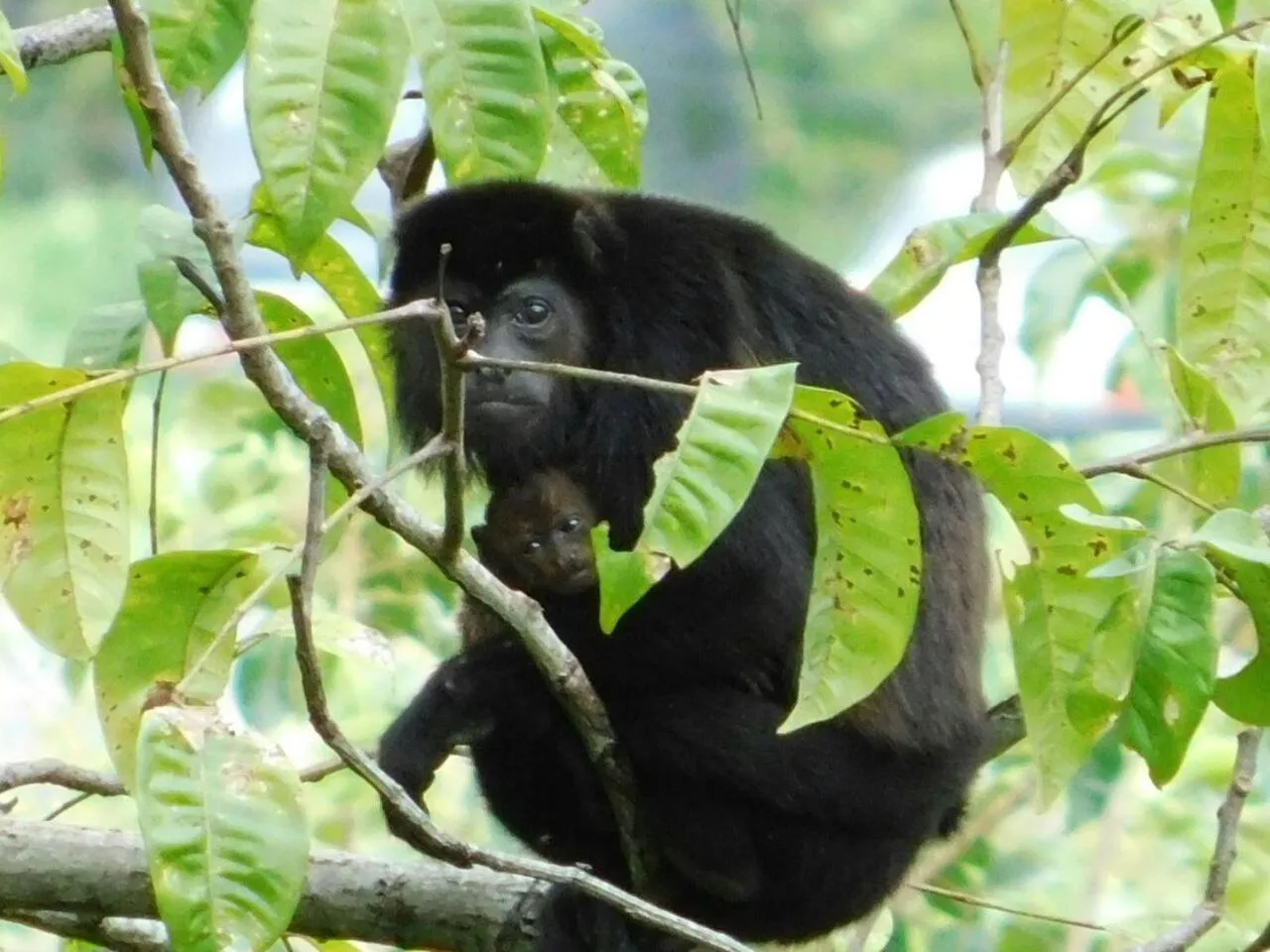Hotel Casa Conley Del Mar