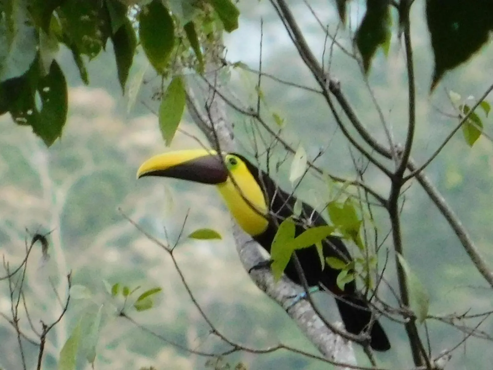 Hotel Casa Conley Del Mar