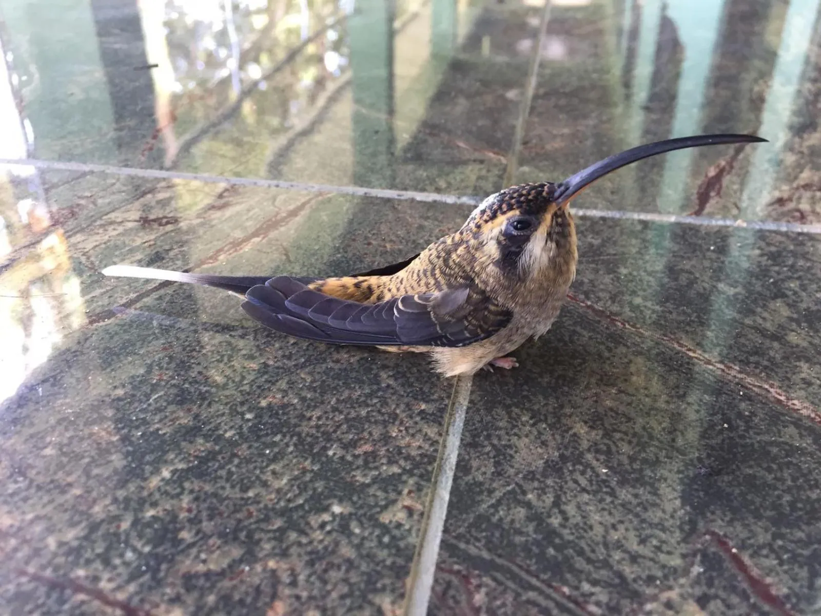 Hotel Casa Conley Del Mar