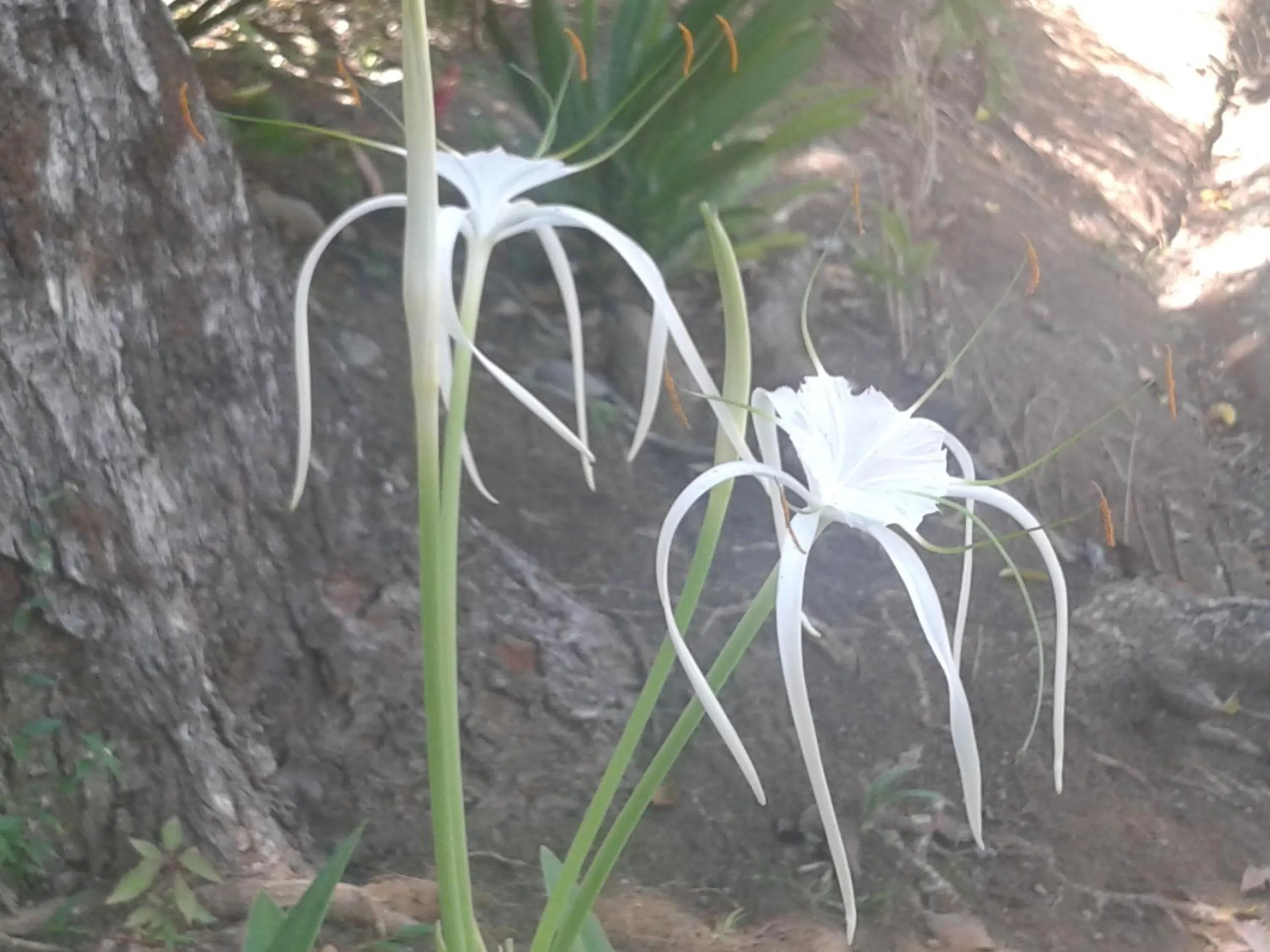 Hotel Casa Conley Del Mar