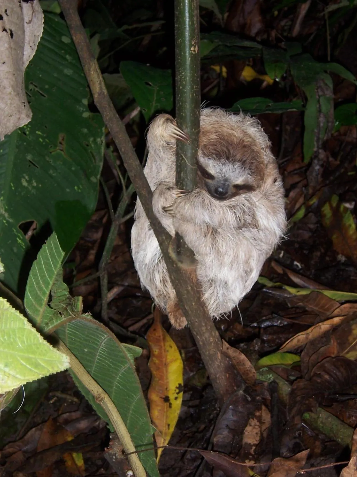 Garden in Hotel Casa Conley Del Mar