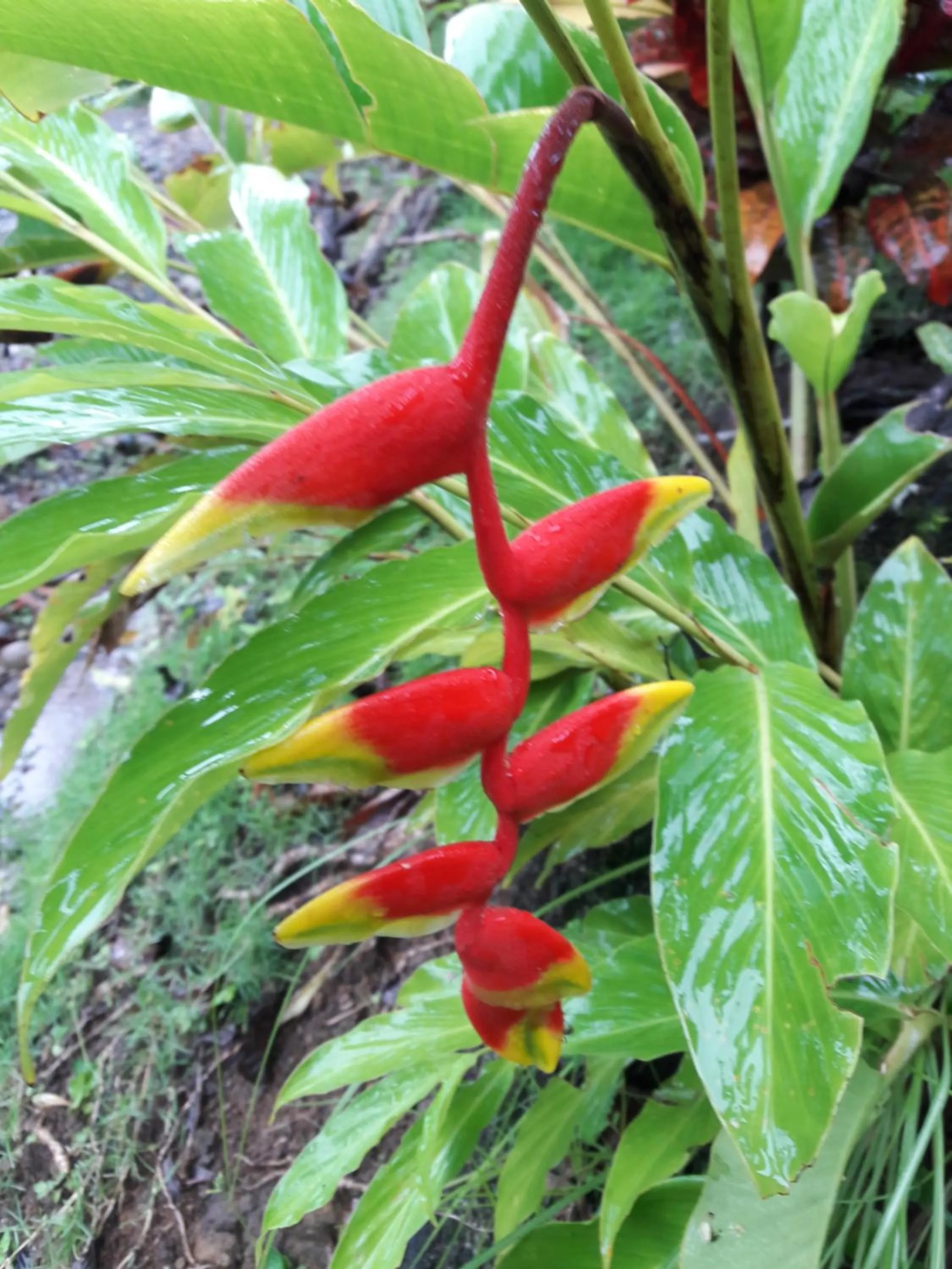 Hotel Casa Conley Del Mar