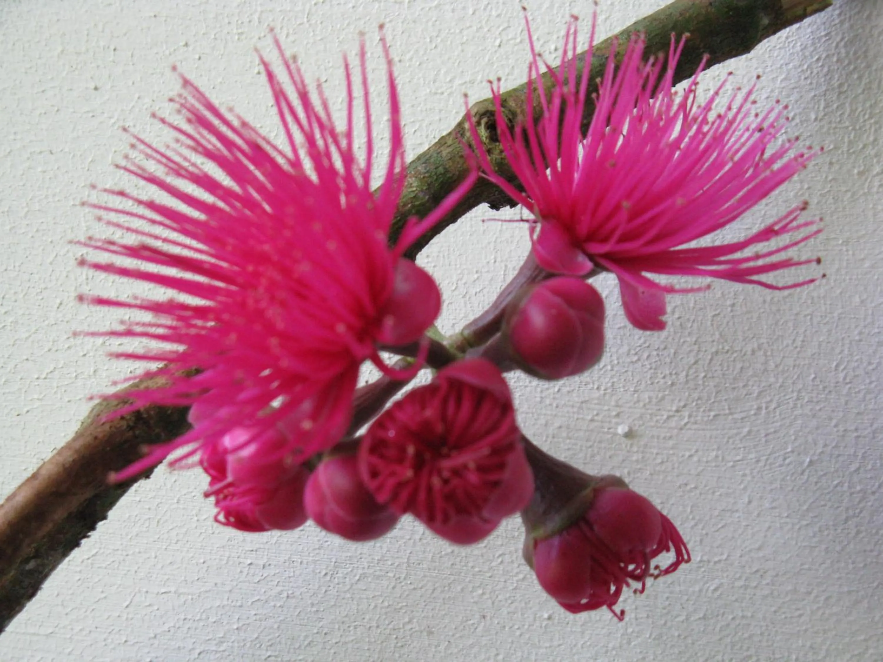 Hotel Casa Conley Del Mar