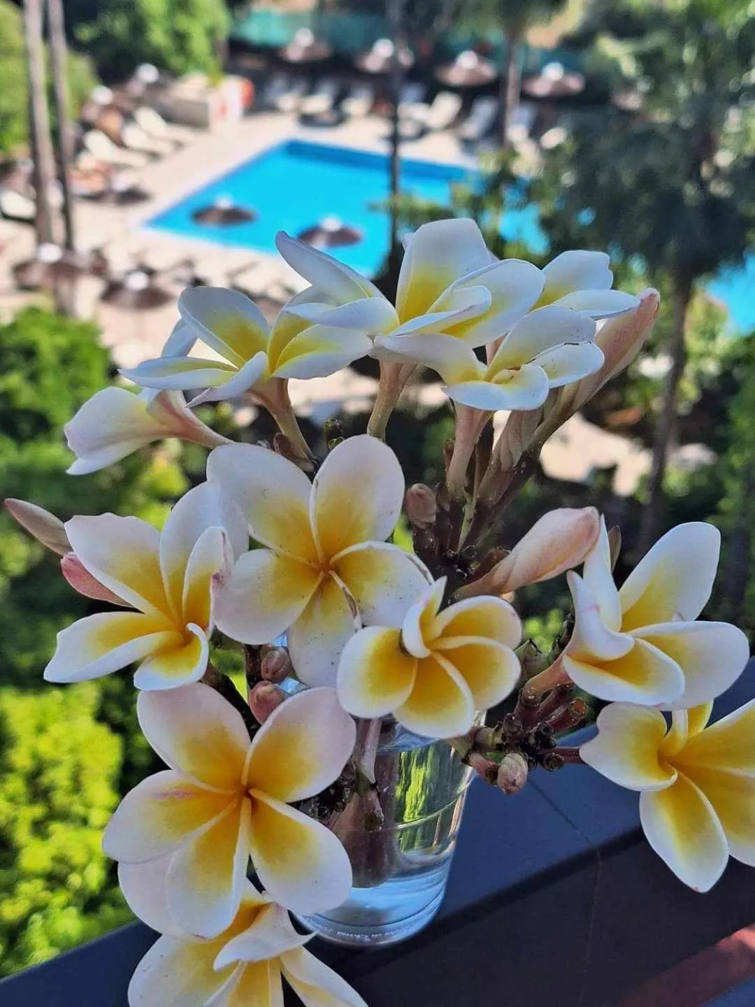 Pool view in Veronica Hotel