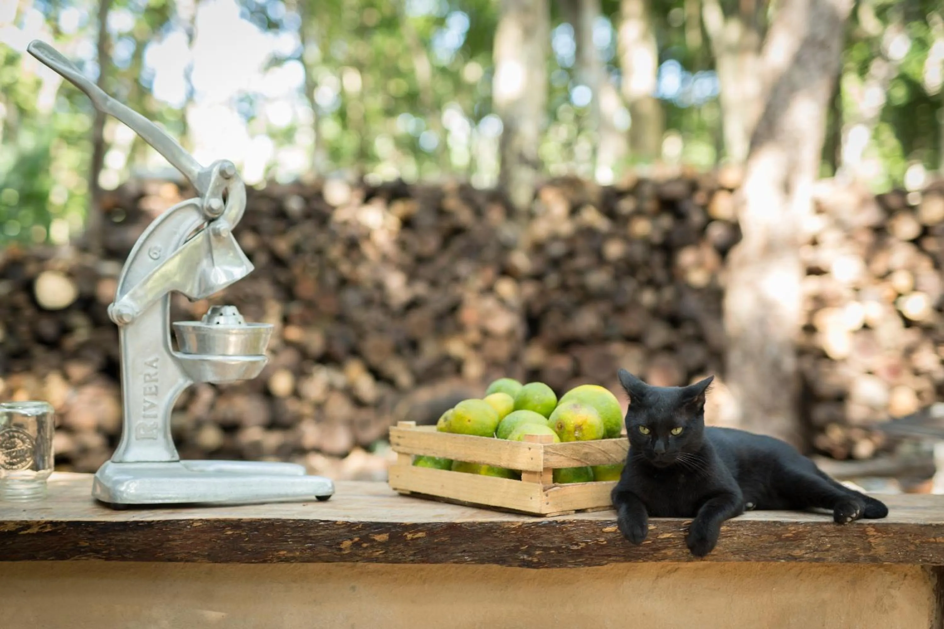 Pets in MELI-MELO P&B