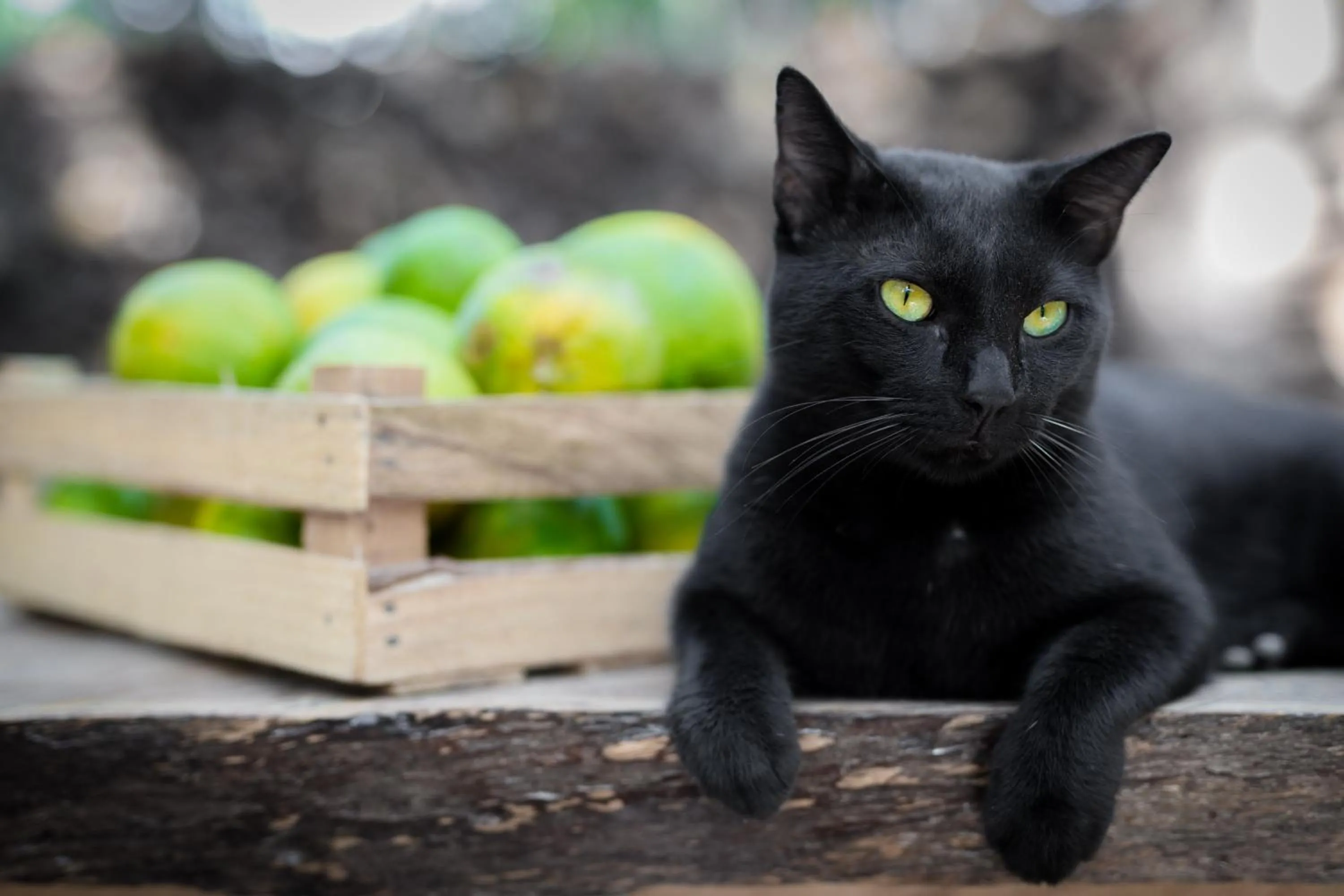 Pets in MELI-MELO P&B