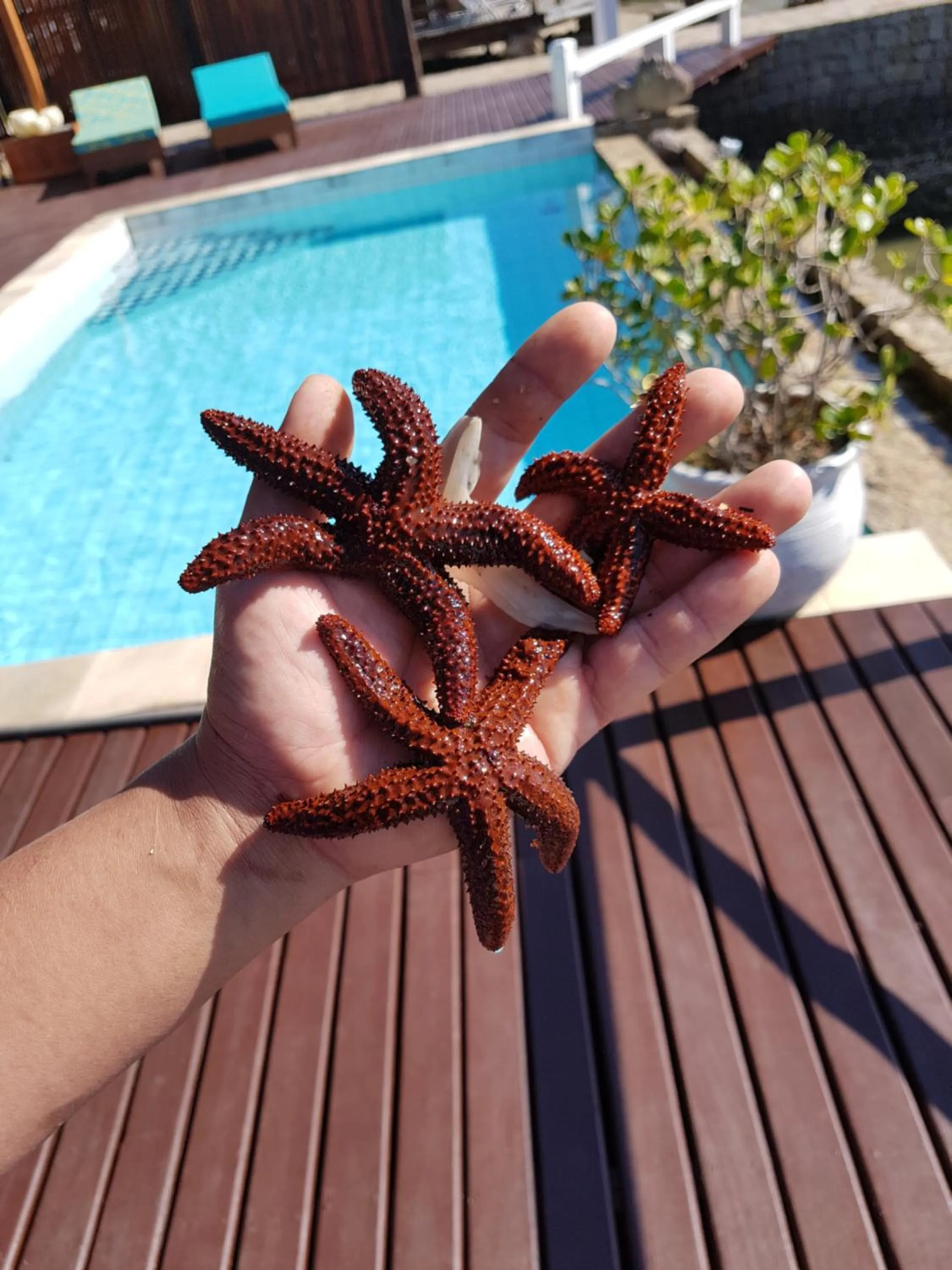 Swimming pool in Pousada Costa do Sapê