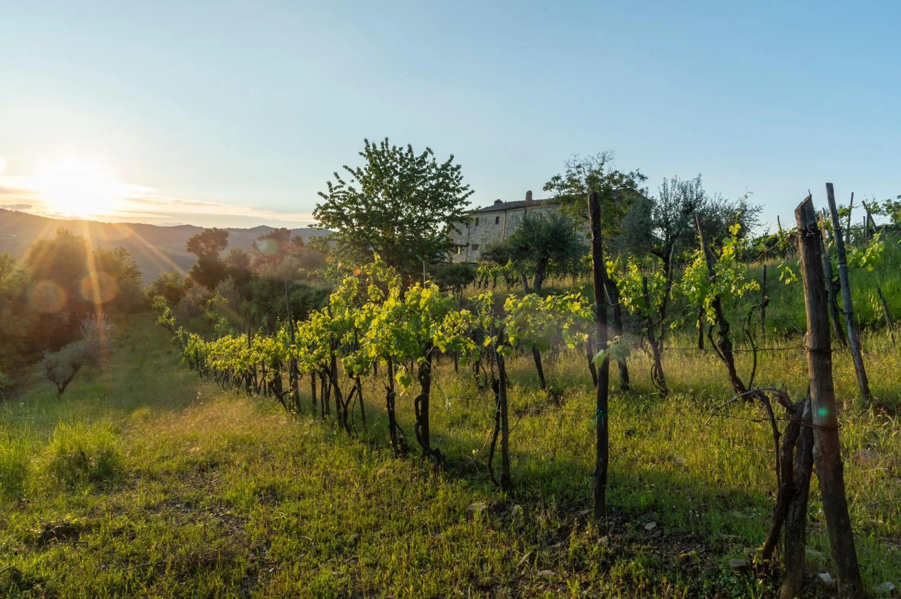 Sunrise in La Rimbecca Greve in Chianti
