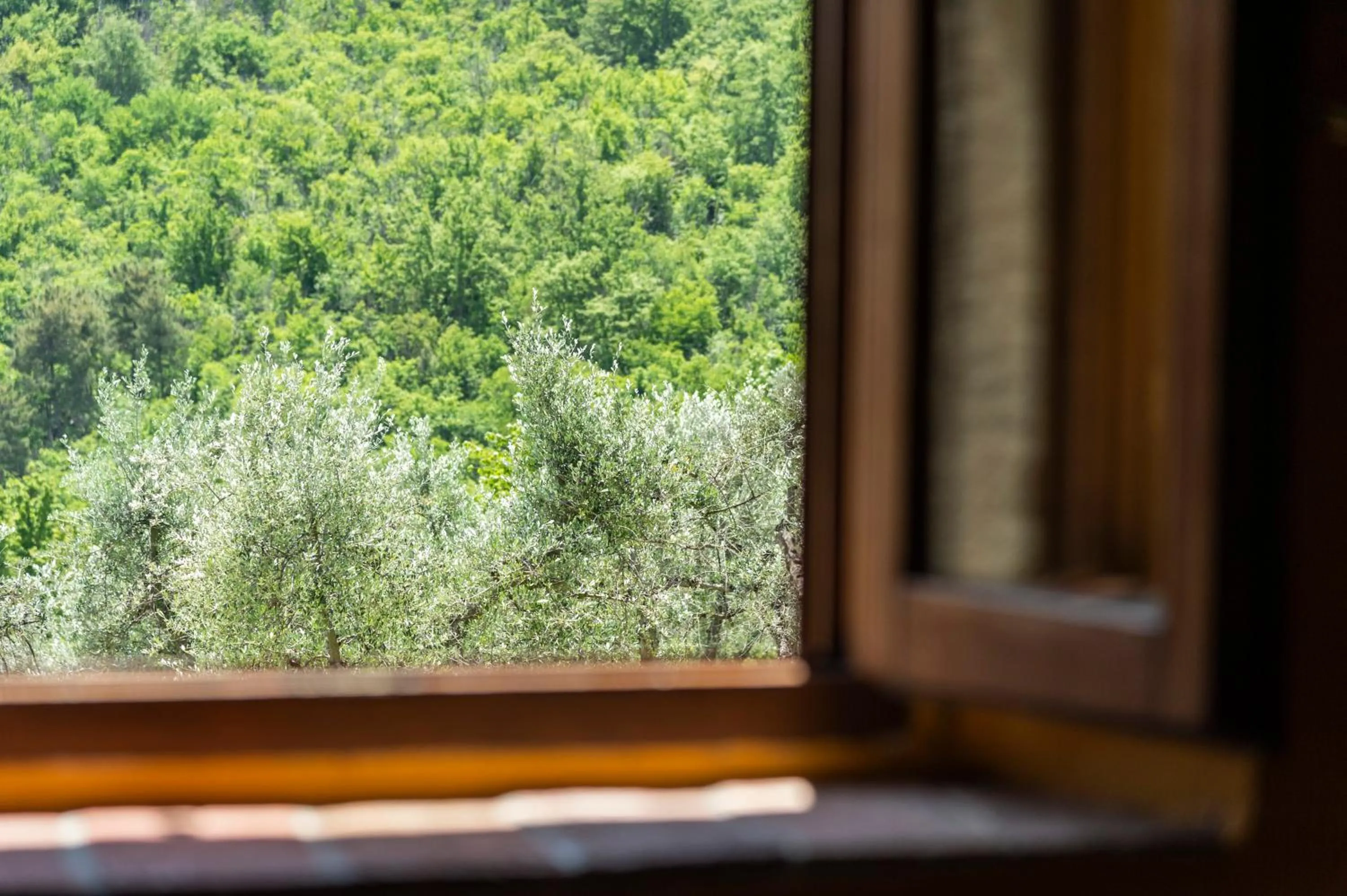 Garden view in La Rimbecca Greve in Chianti