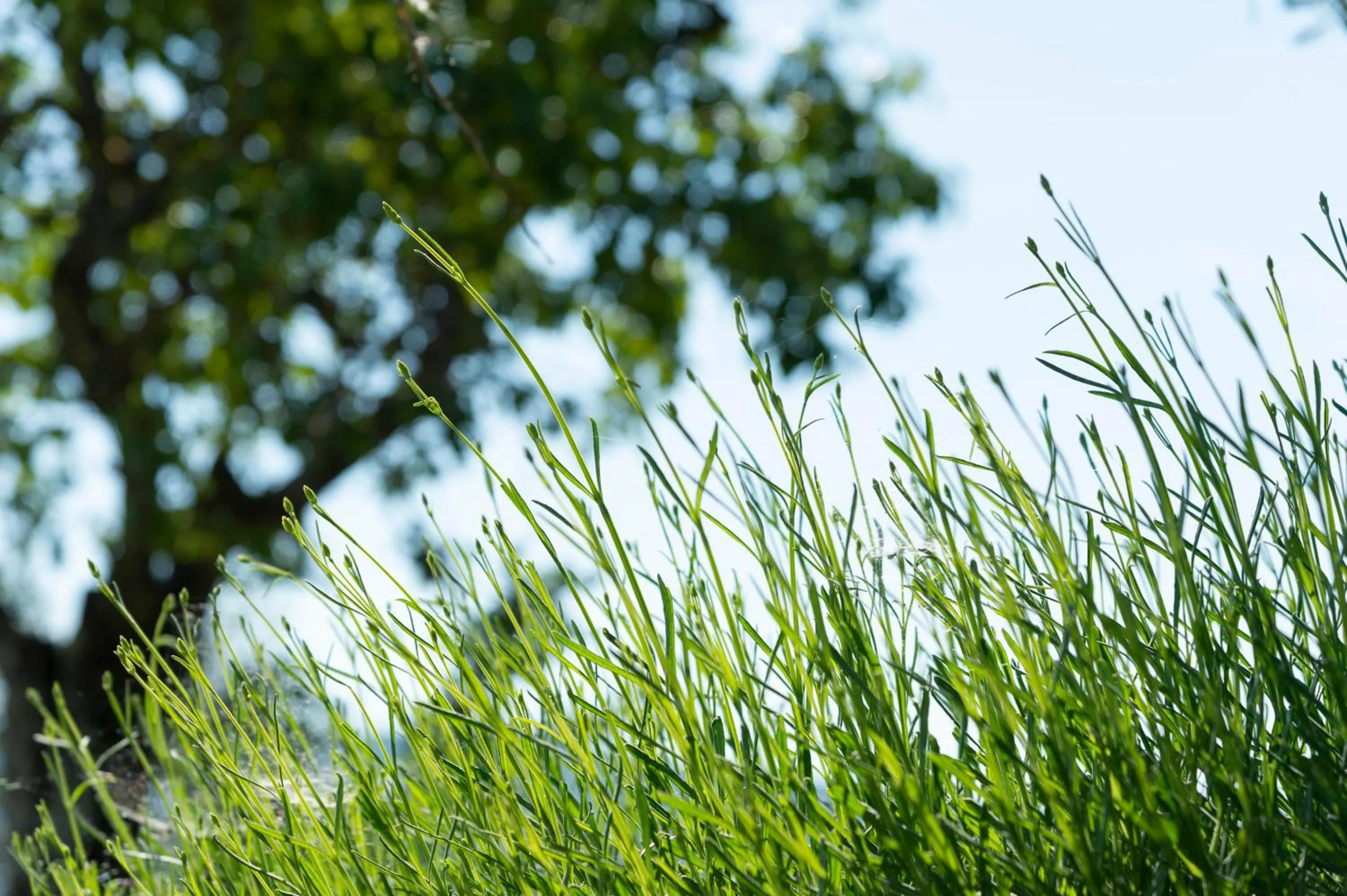 Natural landscape in La Rimbecca Greve in Chianti