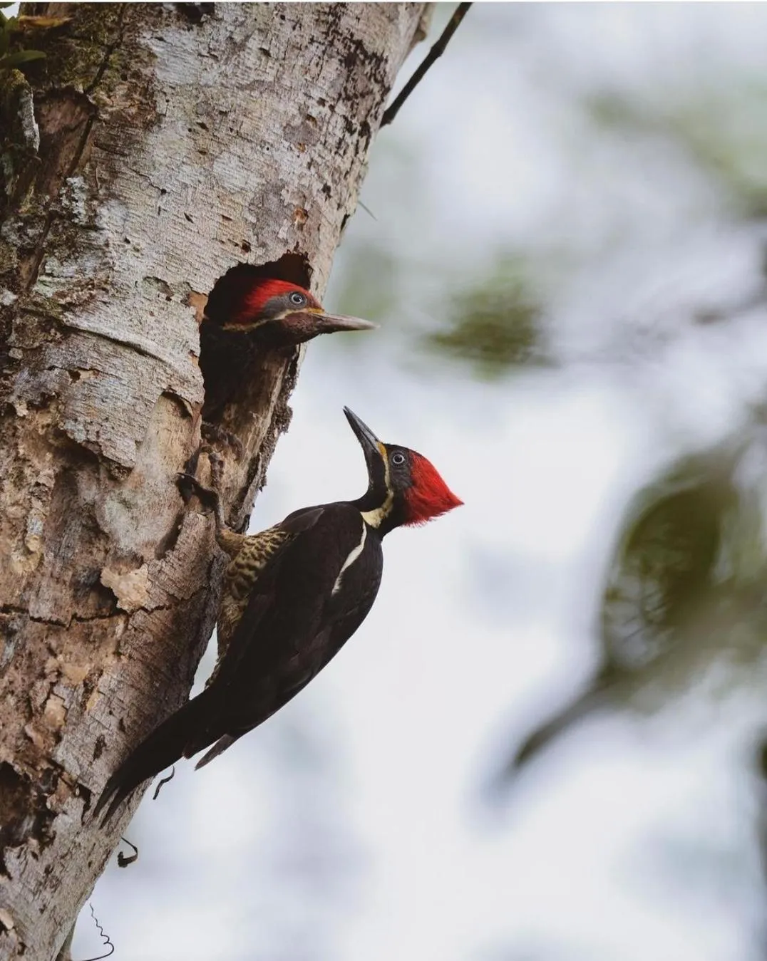 Activities in Hotel Casa Gitana Corcovado Tour operador