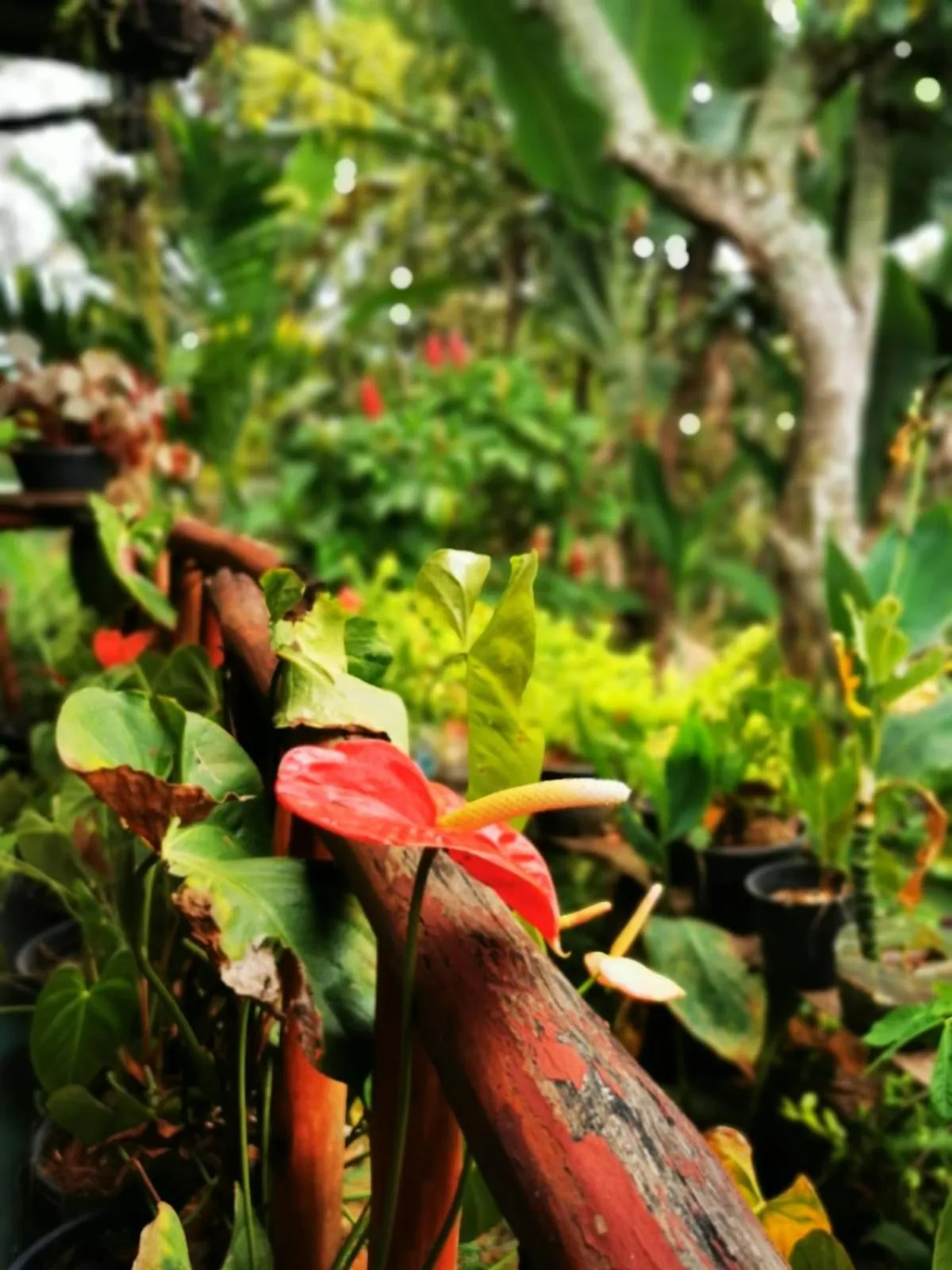 Natural landscape in Cozy Homestay Waterfall Road Ella