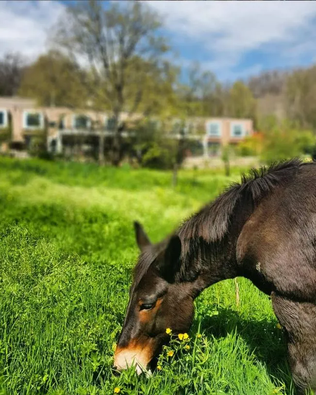 Garden view in Artemisia Boutique Hotel