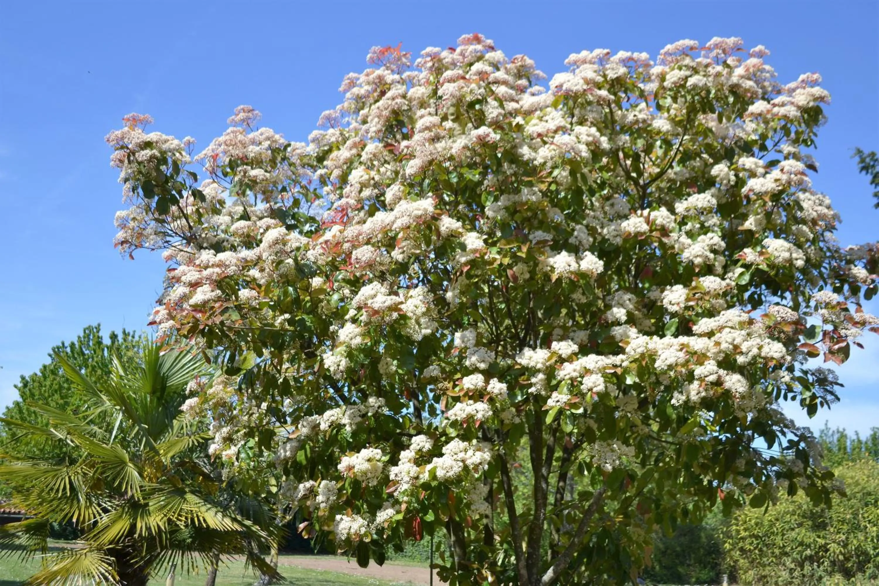 Garden in La maison de Thiré