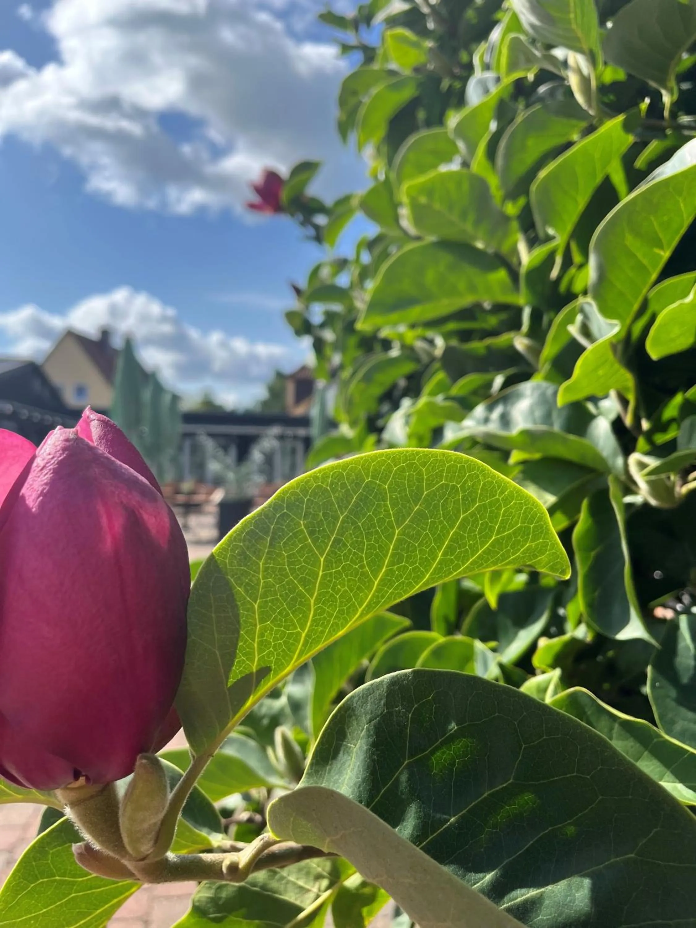 Garden view in Landhotel Jann Hinsch Hof