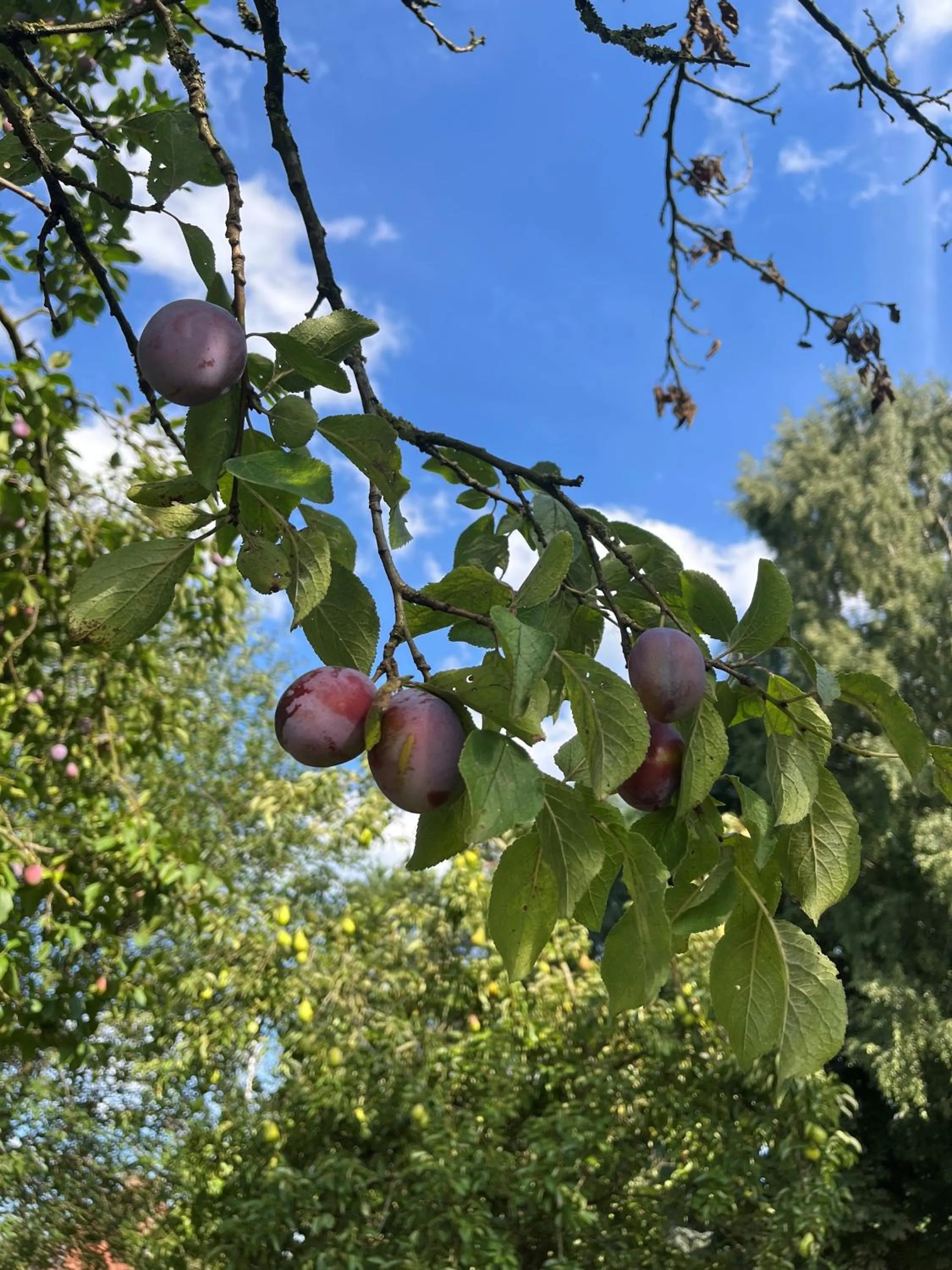 Garden view in Landhotel Jann Hinsch Hof