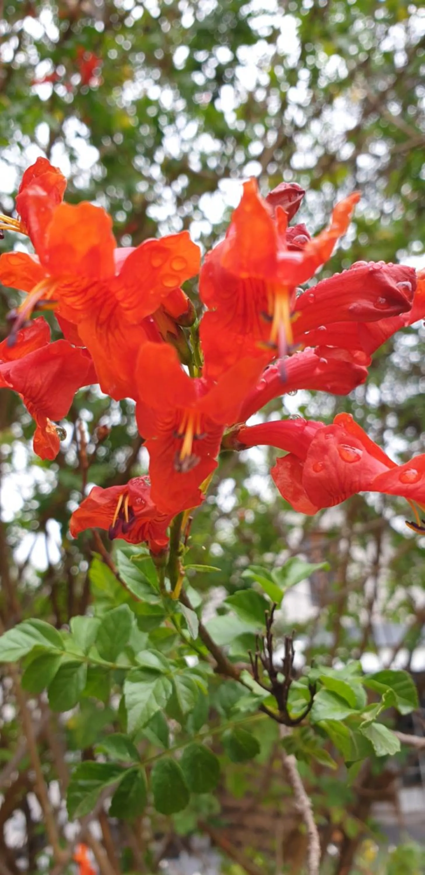 Garden in Haggards on Hilldrop
