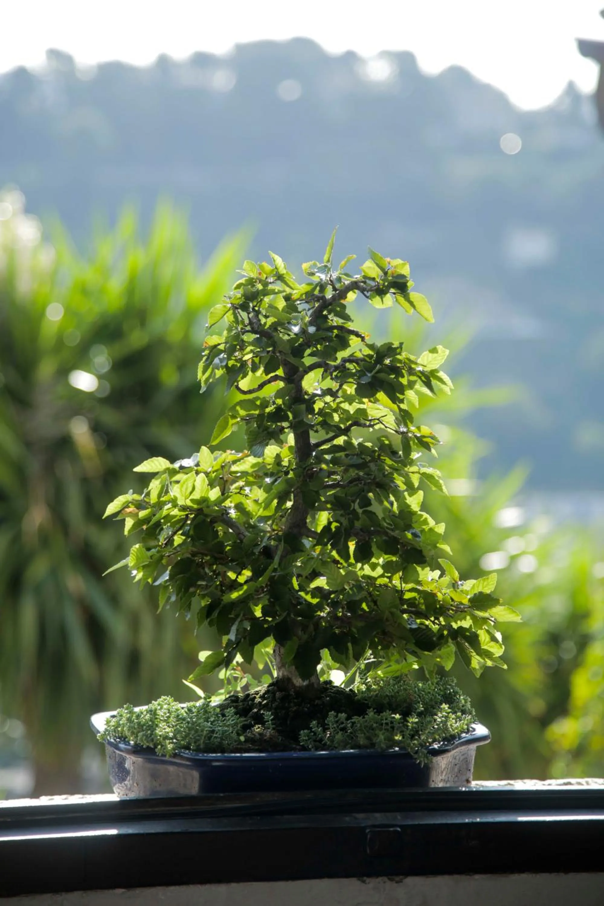 la maison aux bonsais
