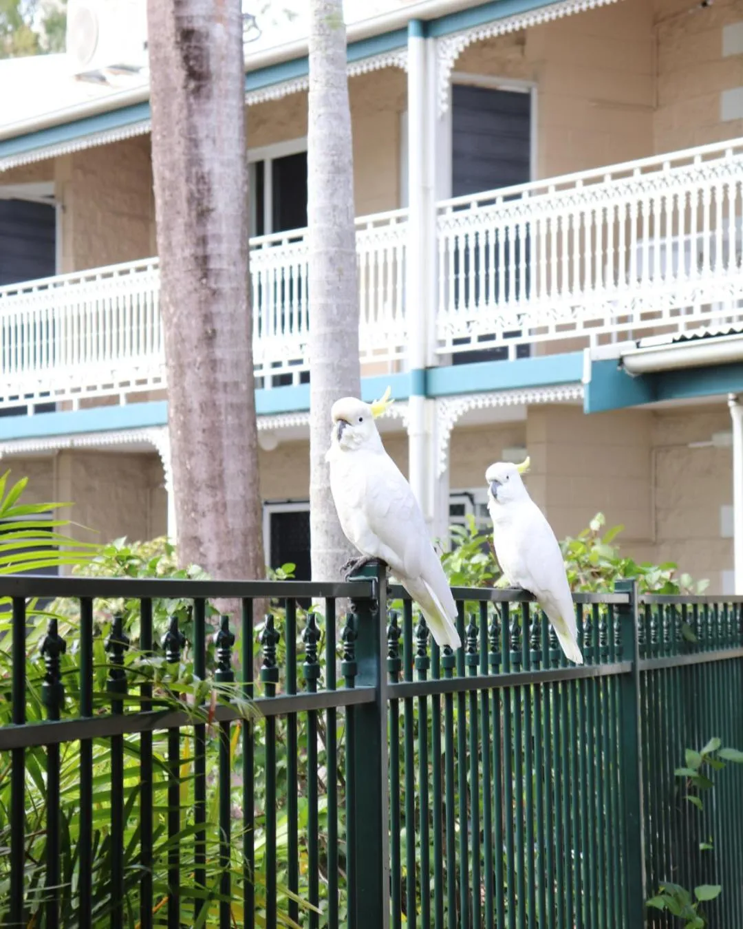 Animals in Colonial Palms Motor Inn