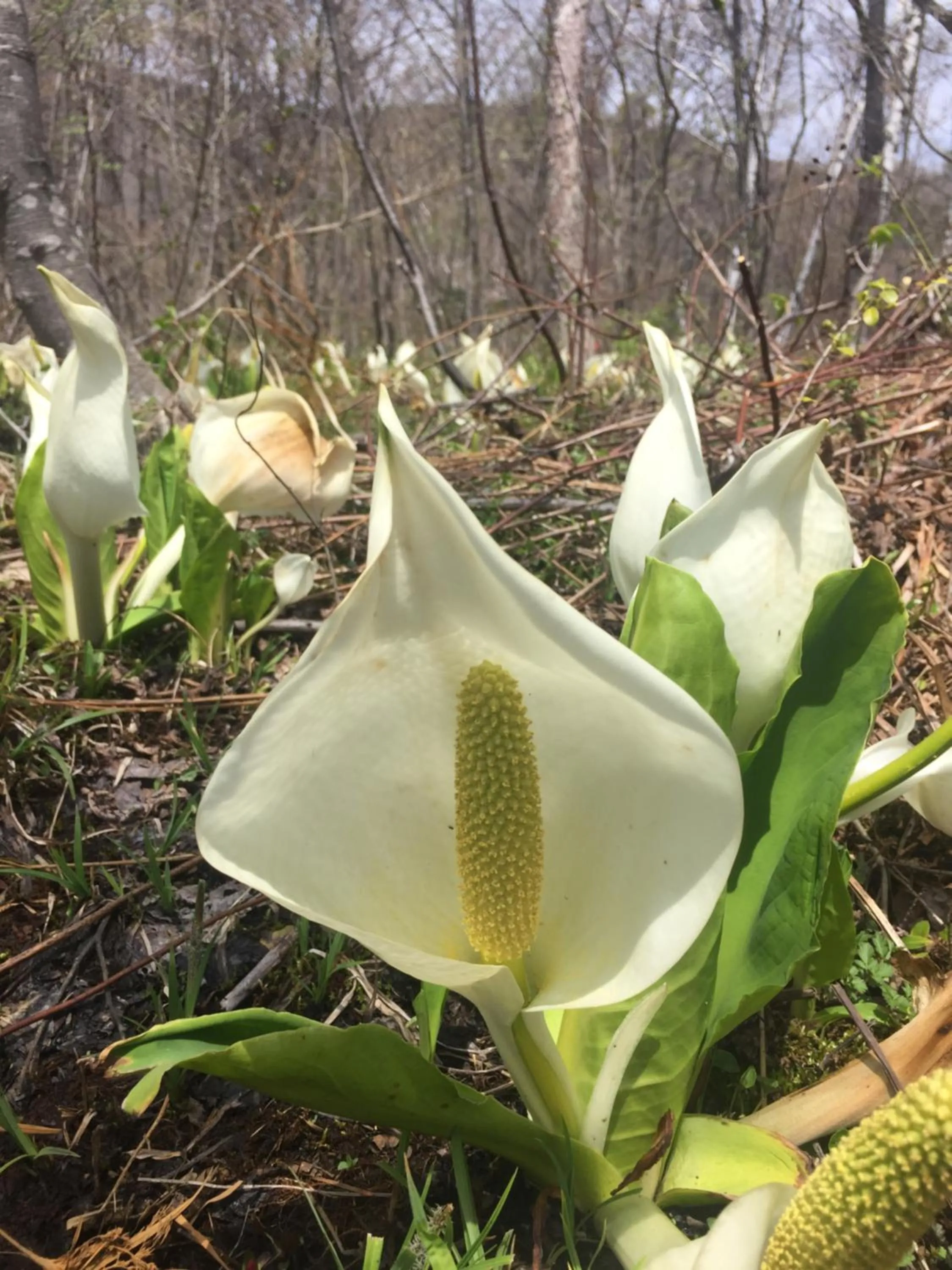 Guesthouse Hoshizora no Akari