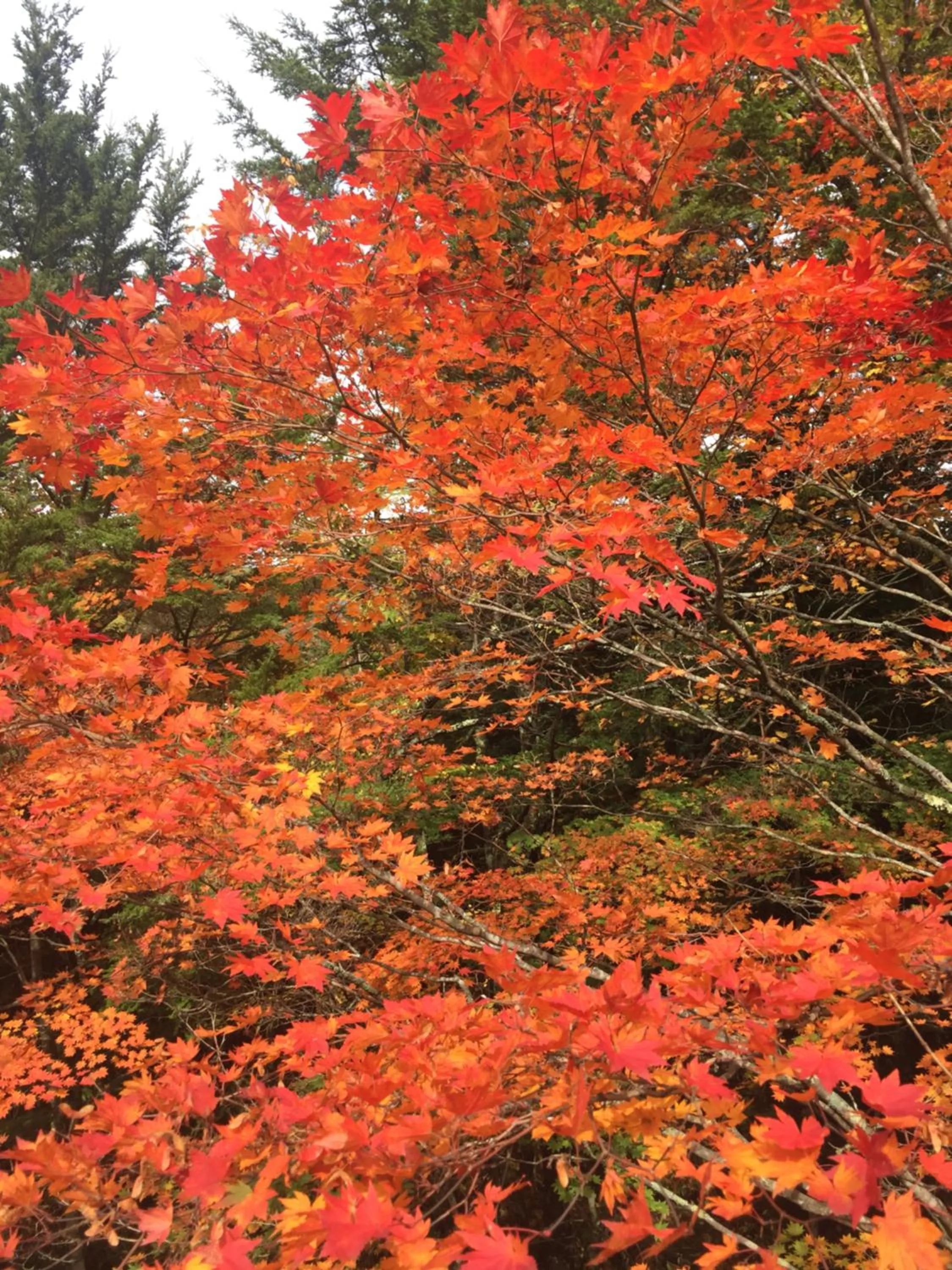 Guesthouse Hoshizora no Akari