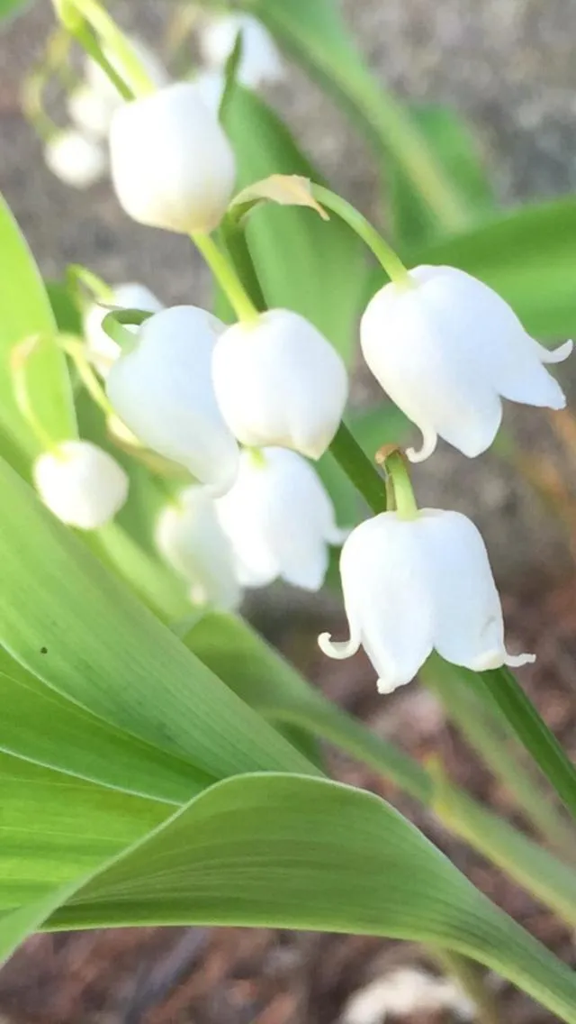 Guesthouse Hoshizora no Akari