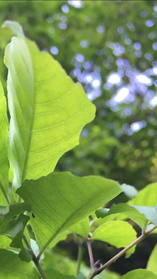 Guesthouse Hoshizora no Akari