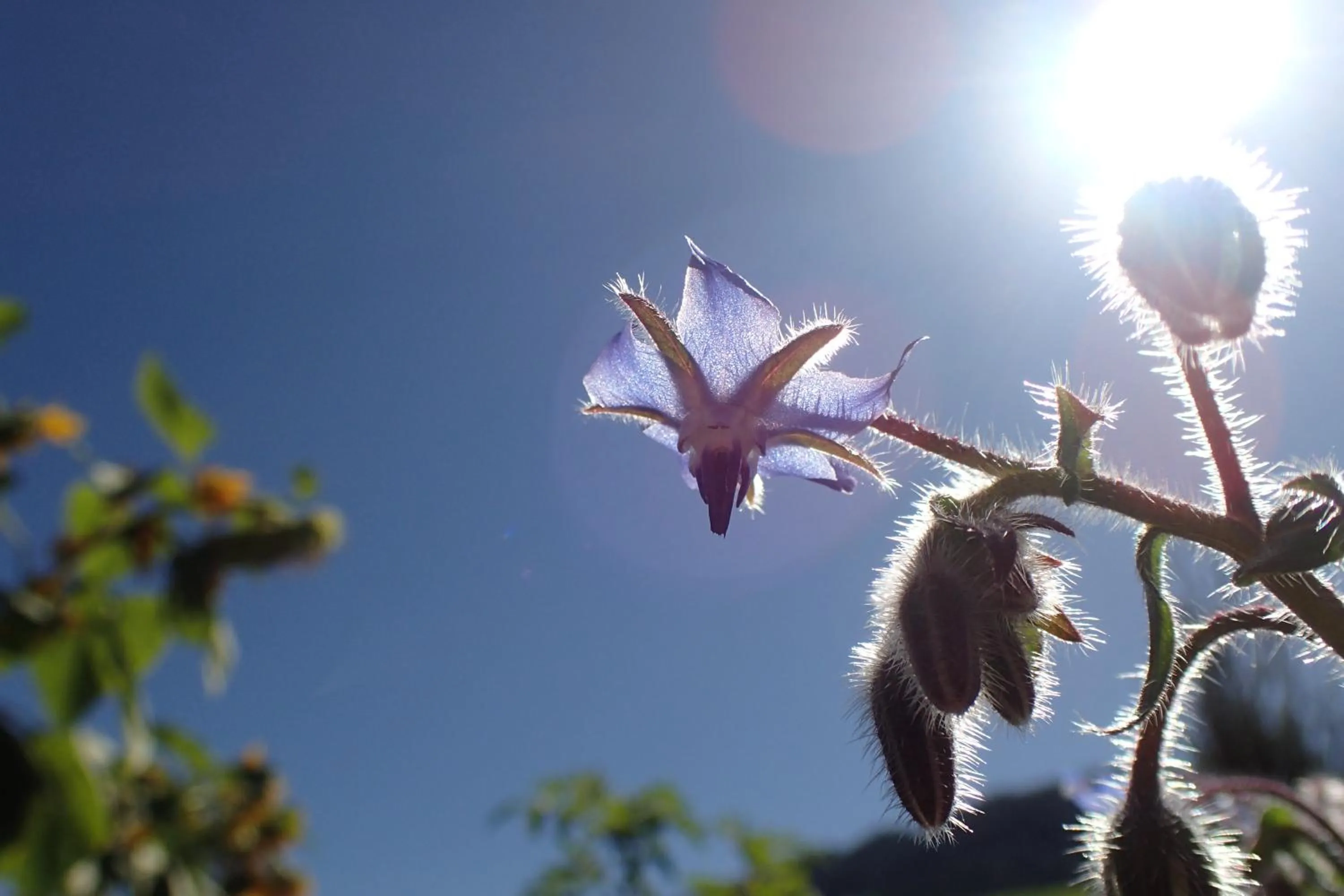 Garden in Hotel Sonnenlicht Maria Alm