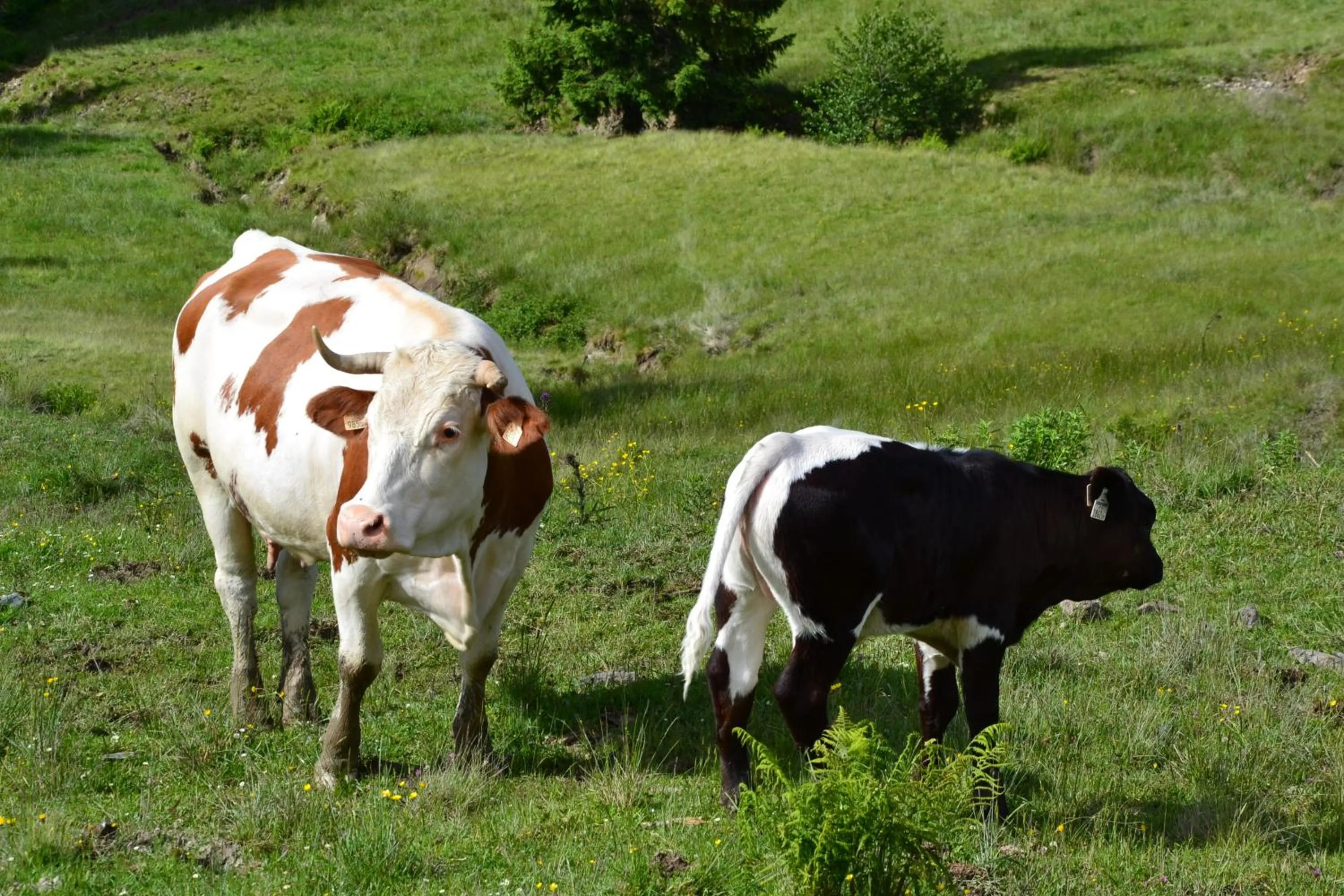 Animals in Hotel Sonnenlicht Maria Alm