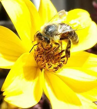 Breakfast in Hotel Sonnenlicht Maria Alm